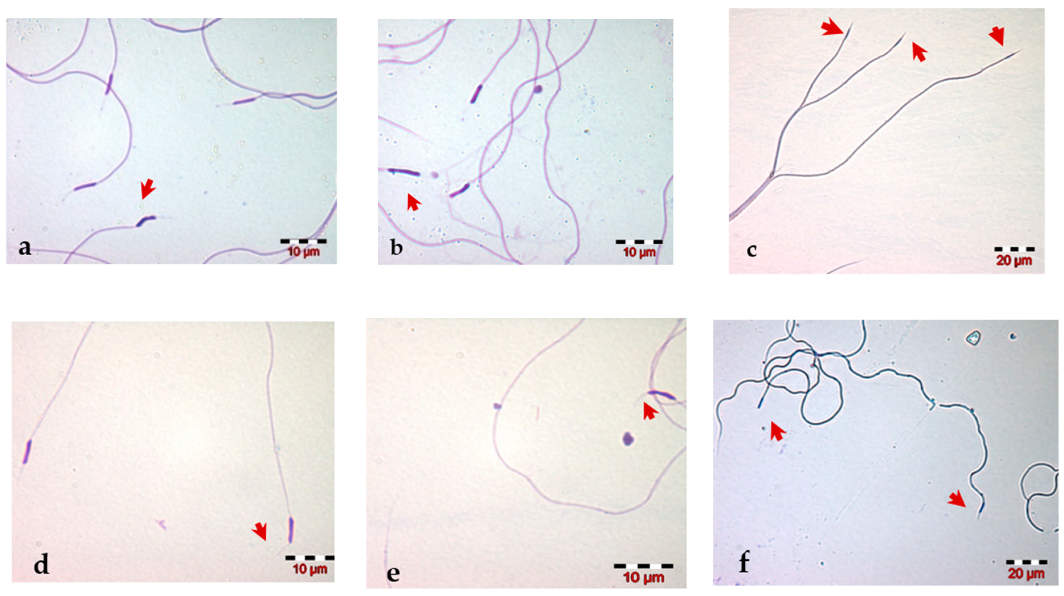 Insects 13 01141 g003 Insects 13 01141 g003