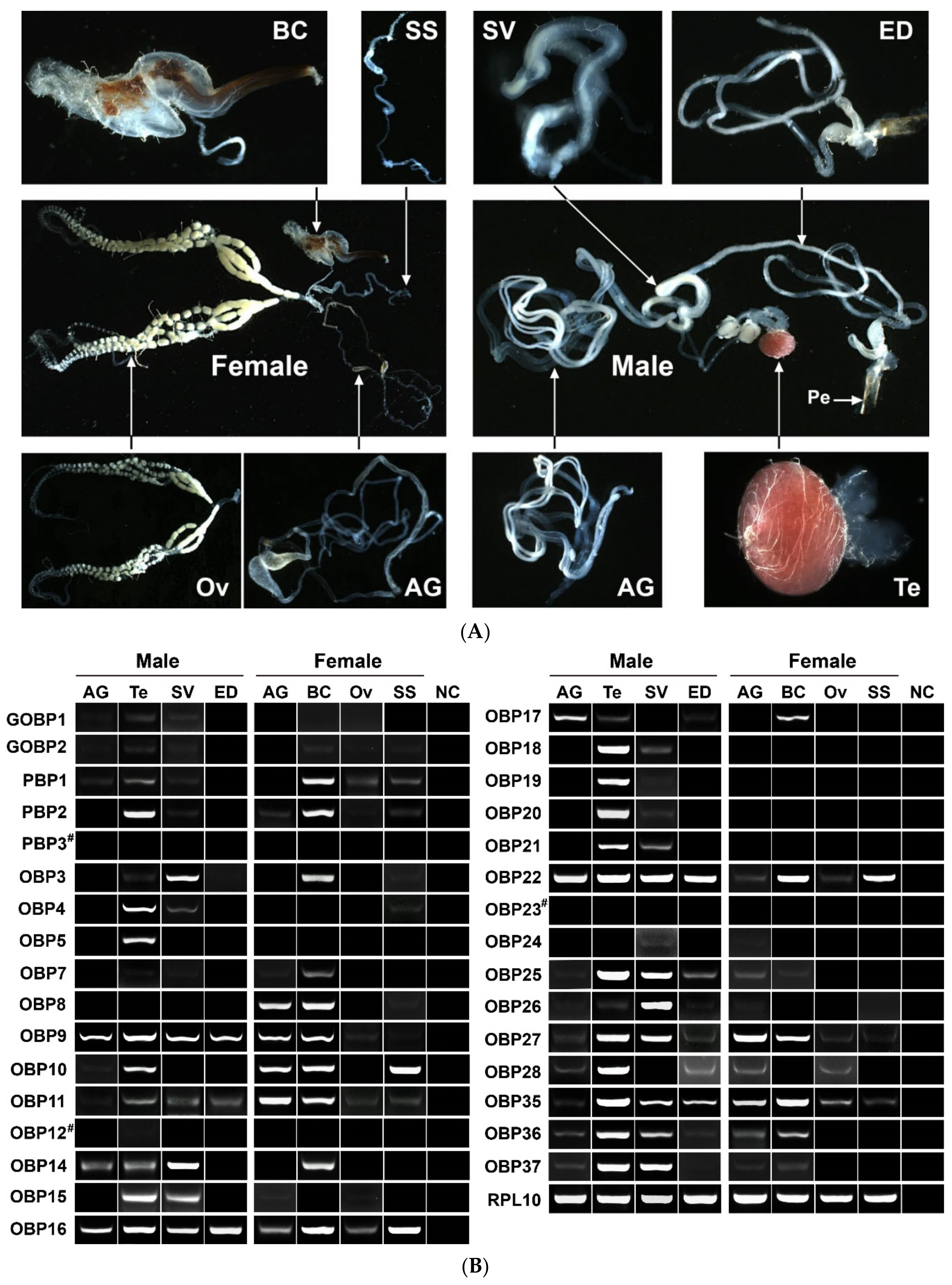 Insects | Free Full-Text | Two Antenna-Enriched Odorant Binding