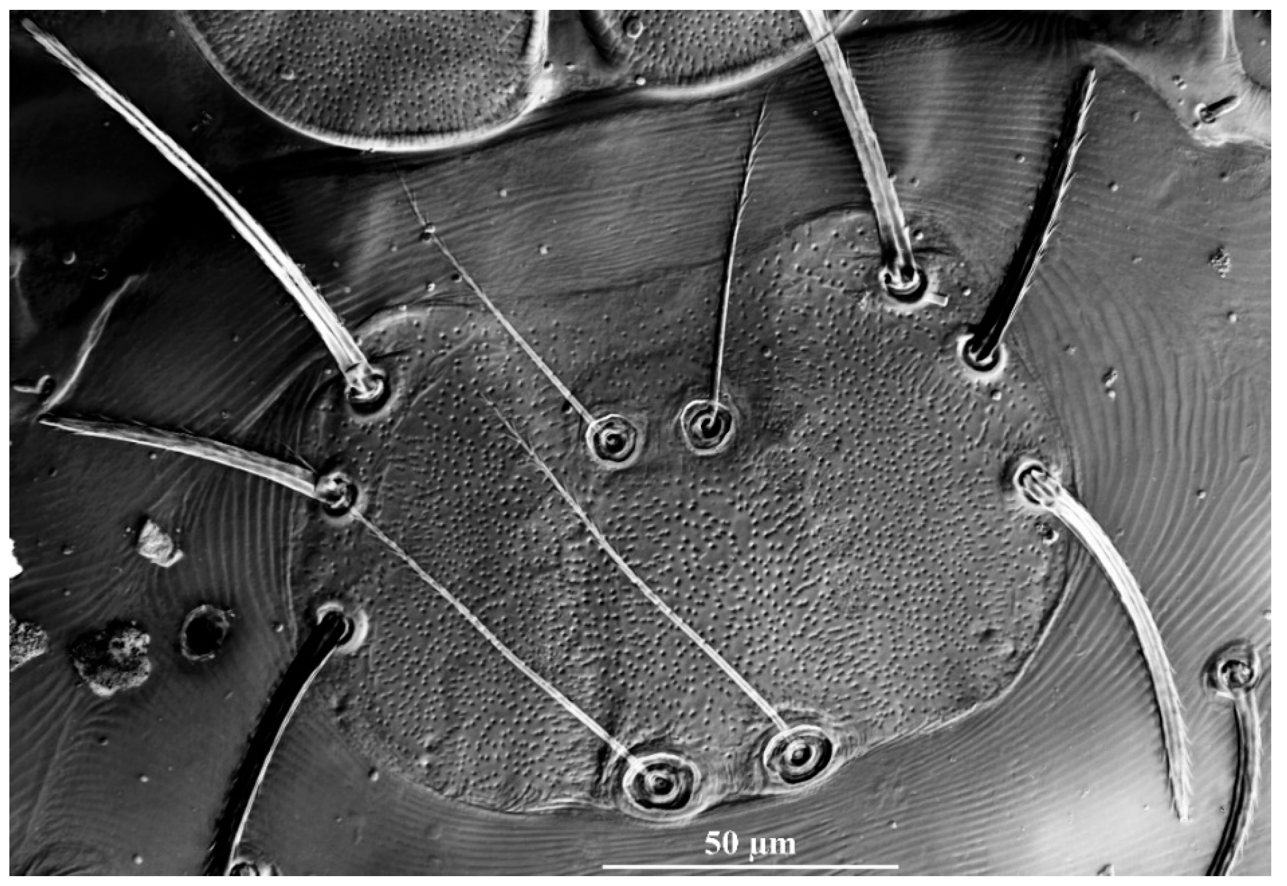 Insects 13 01154 g003 Insects 13 01154 g003