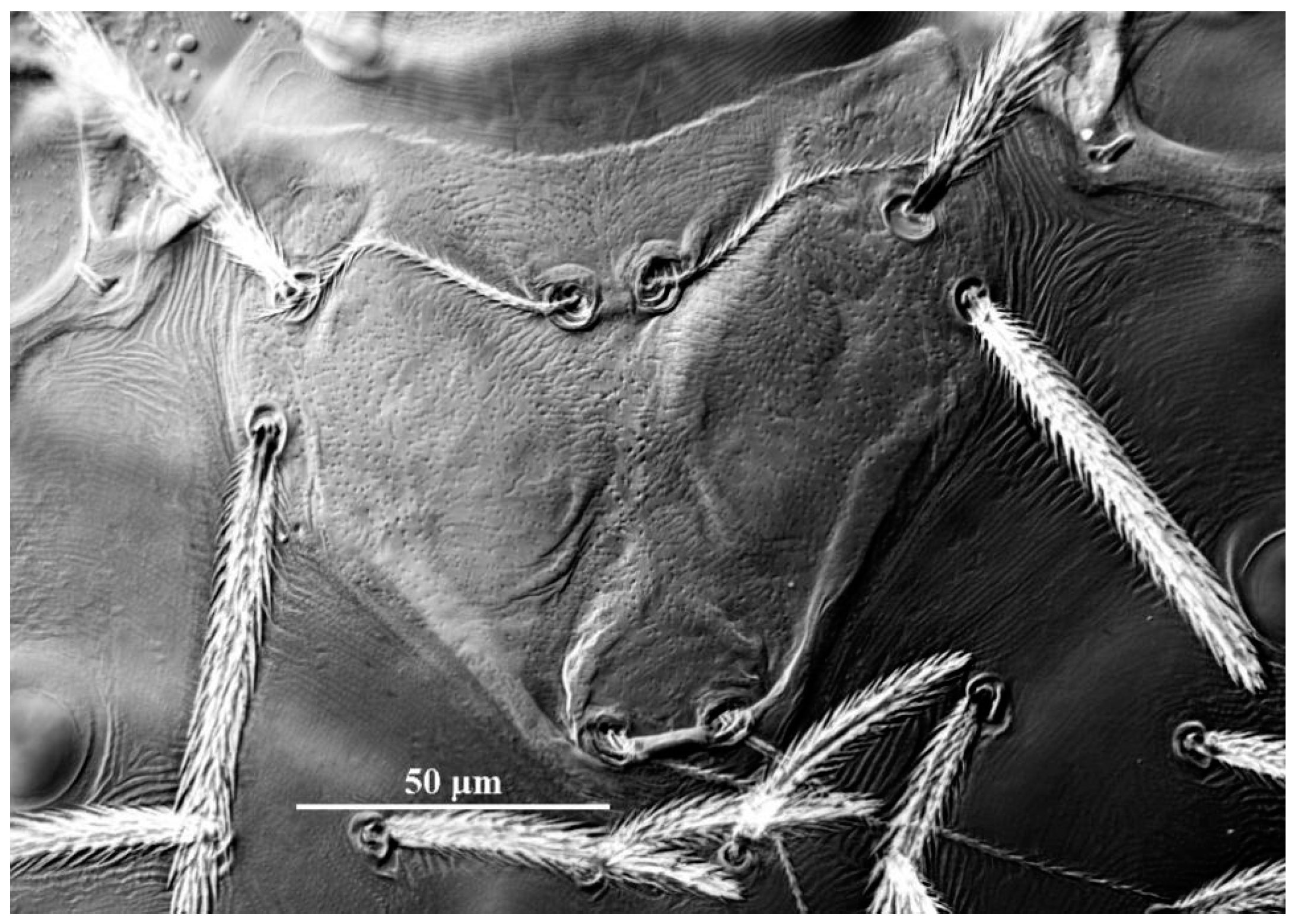 Insects 13 01154 g008 Insects 13 01154 g008