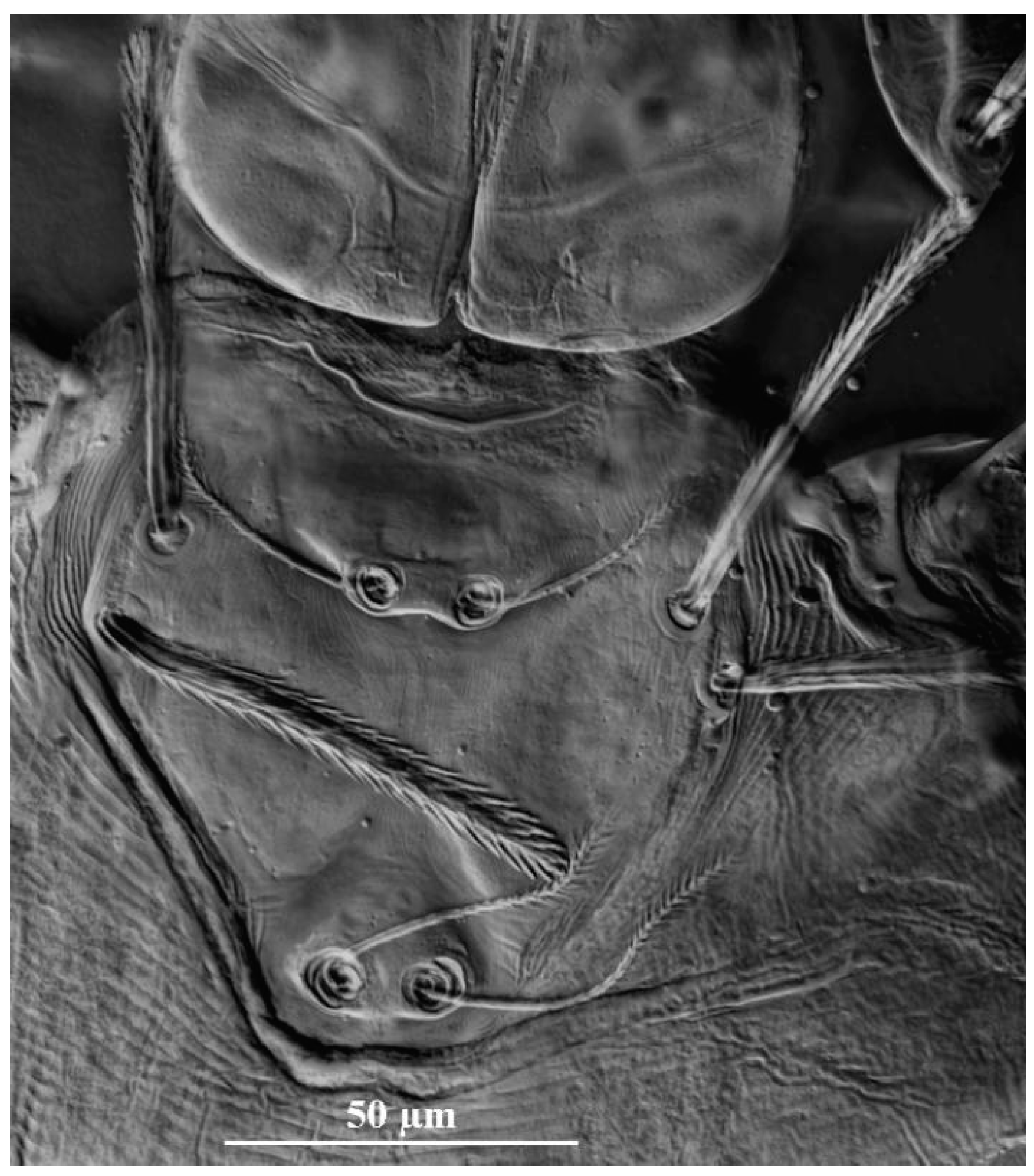 Insects 13 01154 g013 Insects 13 01154 g013