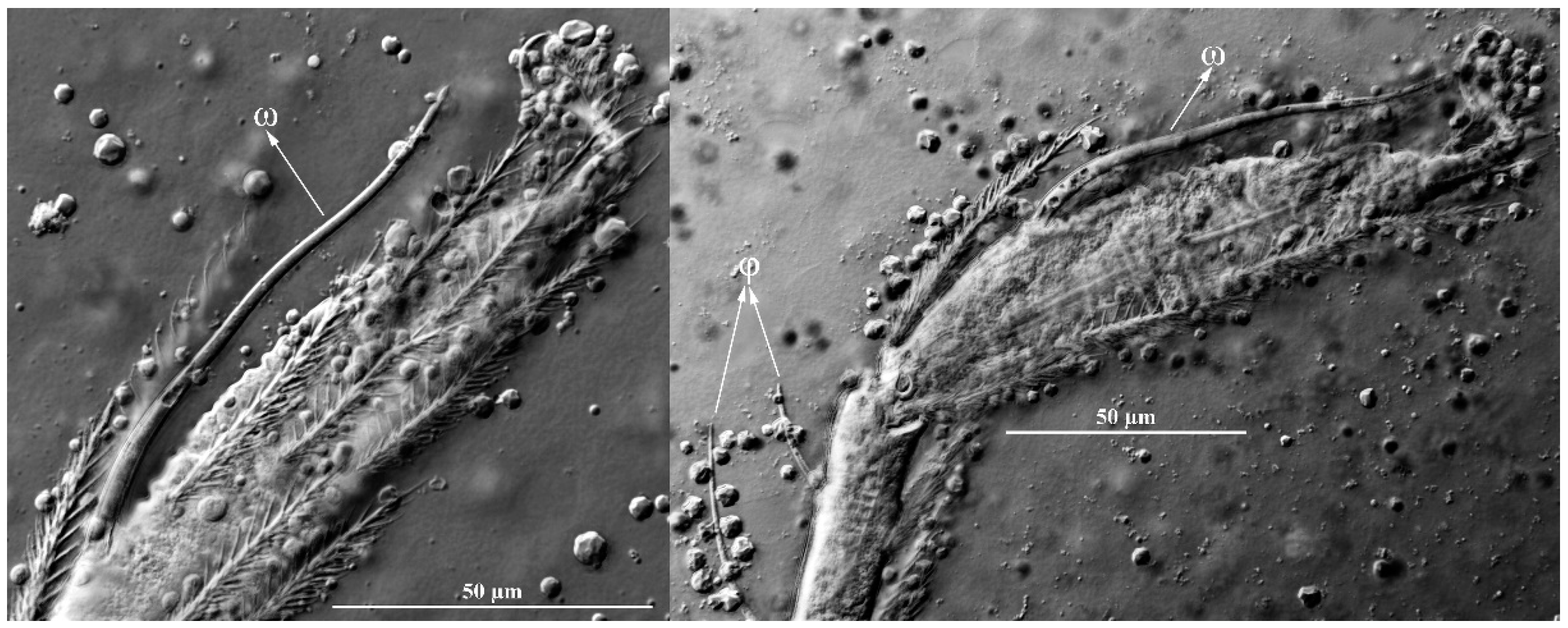 Insects 13 01154 g016 Insects 13 01154 g016