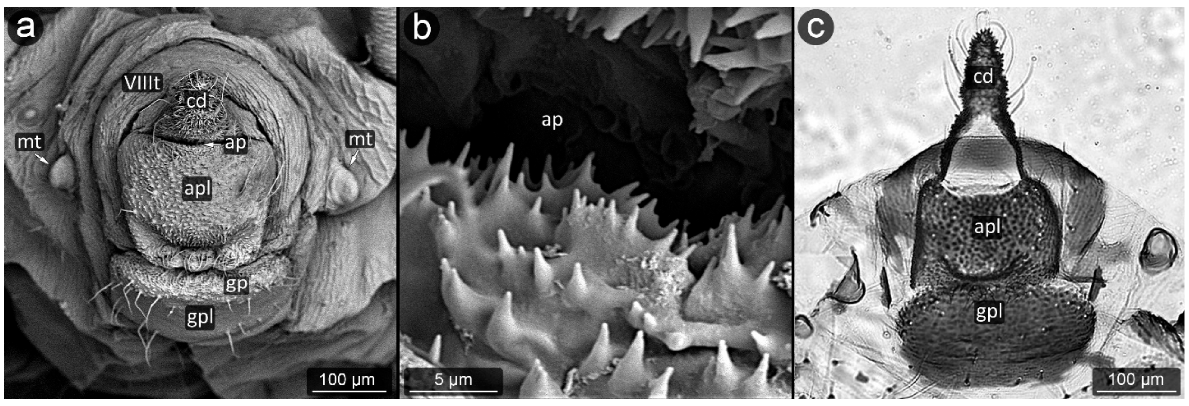 Insects 13 01160 g010 Insects 13 01160 g010