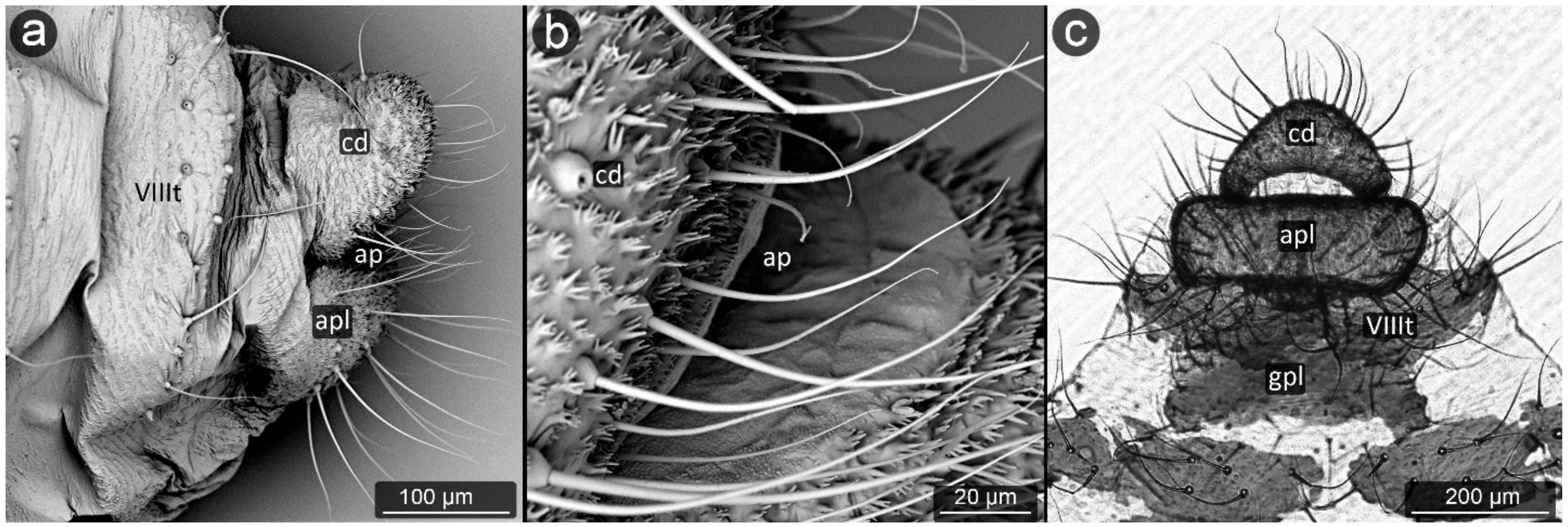 Insects 13 01160 g016 Insects 13 01160 g016