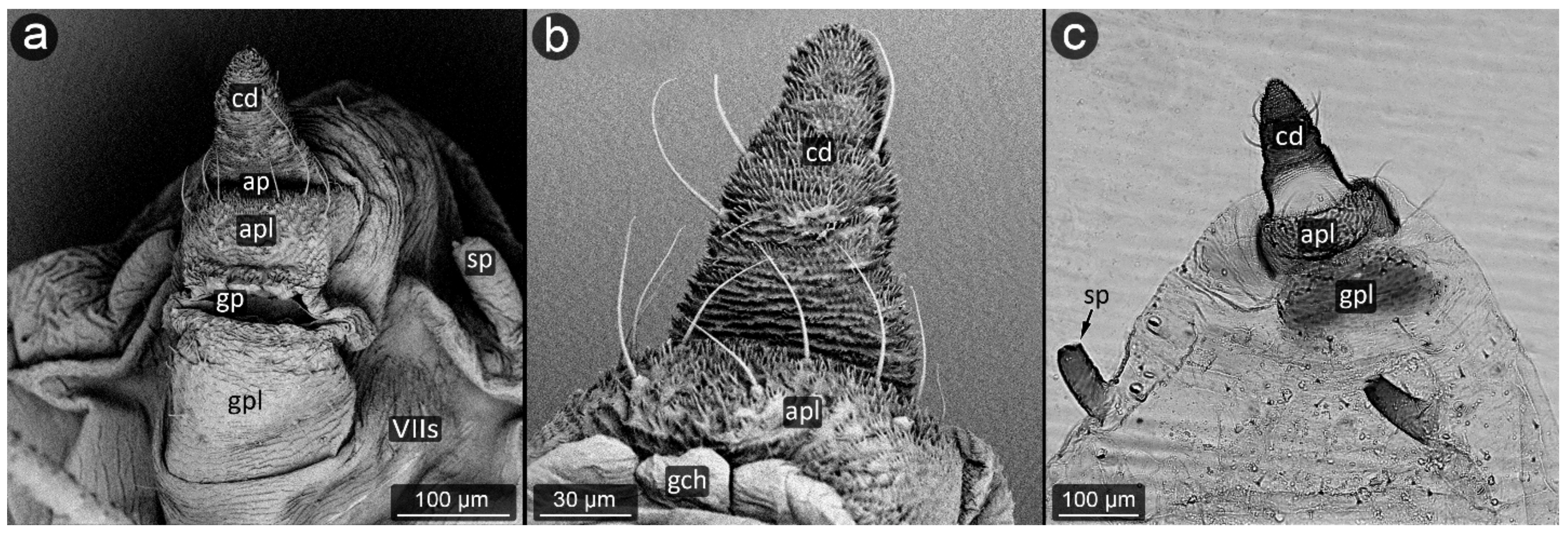 Insects 13 01160 g017 Insects 13 01160 g017