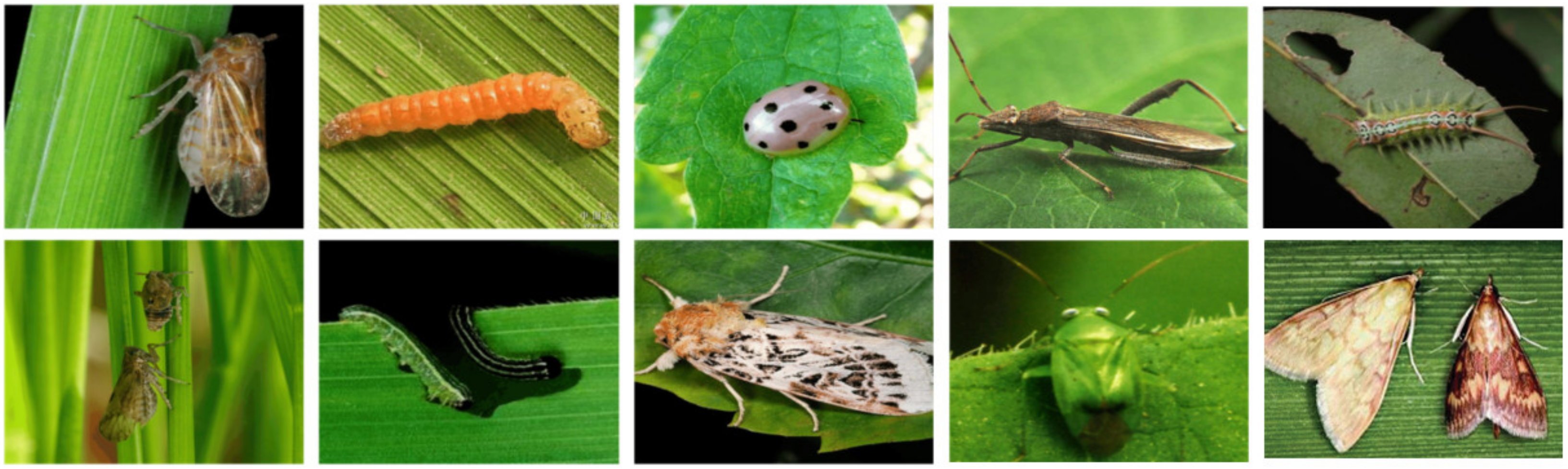 Insects 14 00054 g002