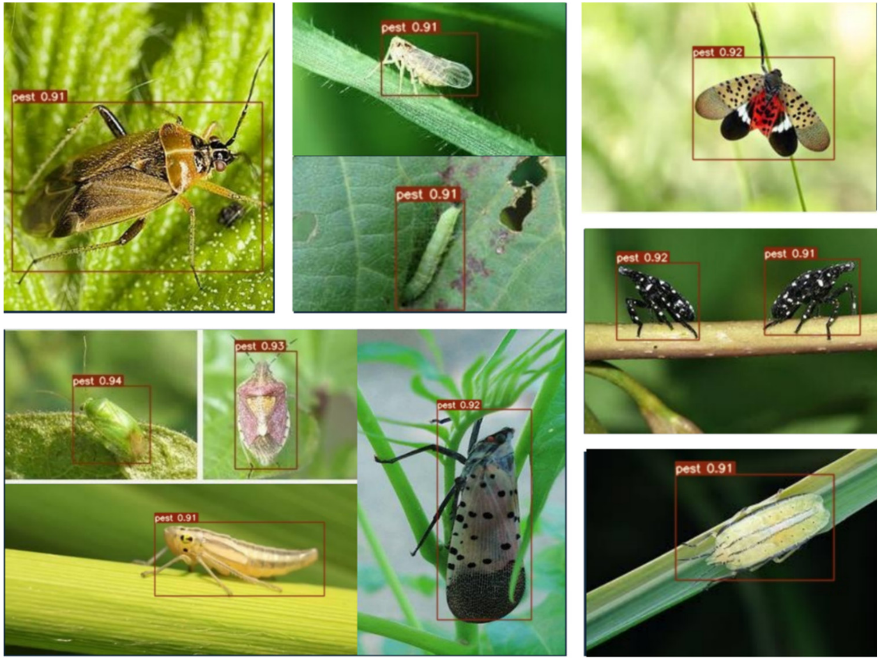 Insects 14 00054 g011