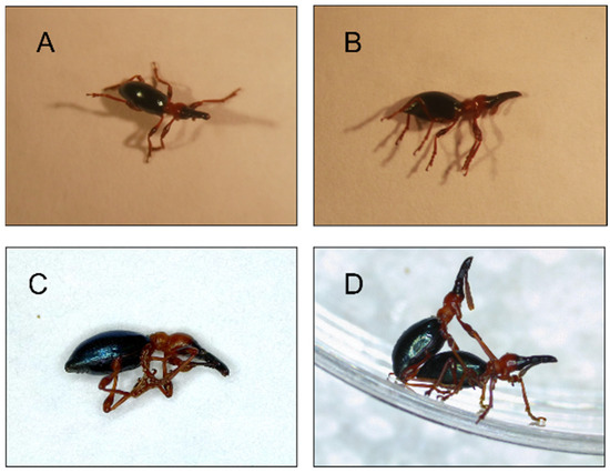 Insects | Free Full-Text | Investment Trade-Off between Mating Behavior and  Tonic Immobility in the Sweetpotato Weevil Cylas formicarius (Coleoptera:  Brentidae)