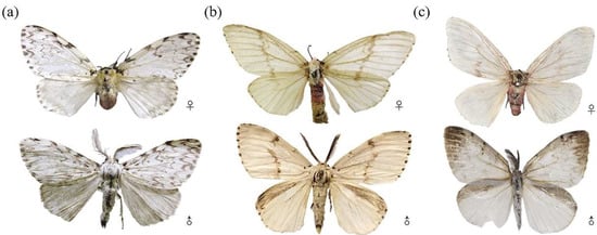 https://www.mdpi.com/insects/insects-14-00094/article_deploy/html/images/insects-14-00094-g002-550.jpg