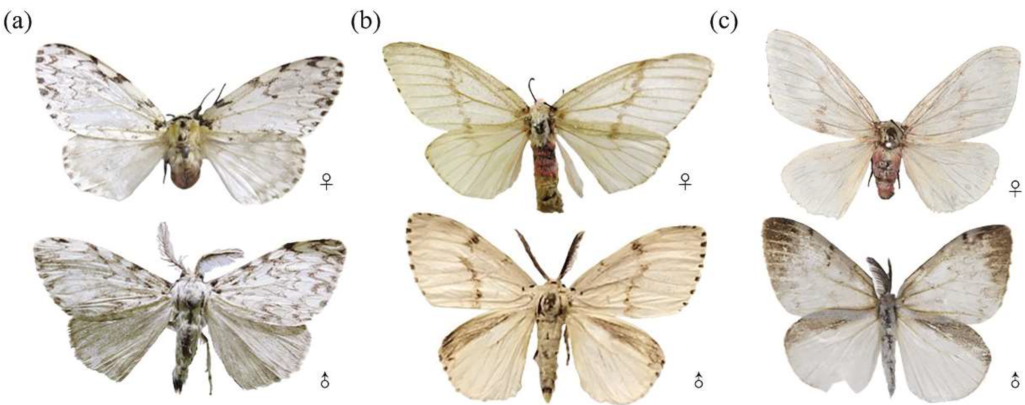 Cabbage White Butterfly species