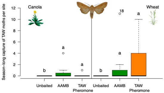 Do Moth Traps Work - Environ Pest Control