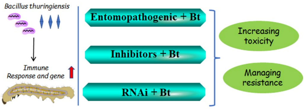 Mode of action of Bacillus thuringiensis in Lepidopteran