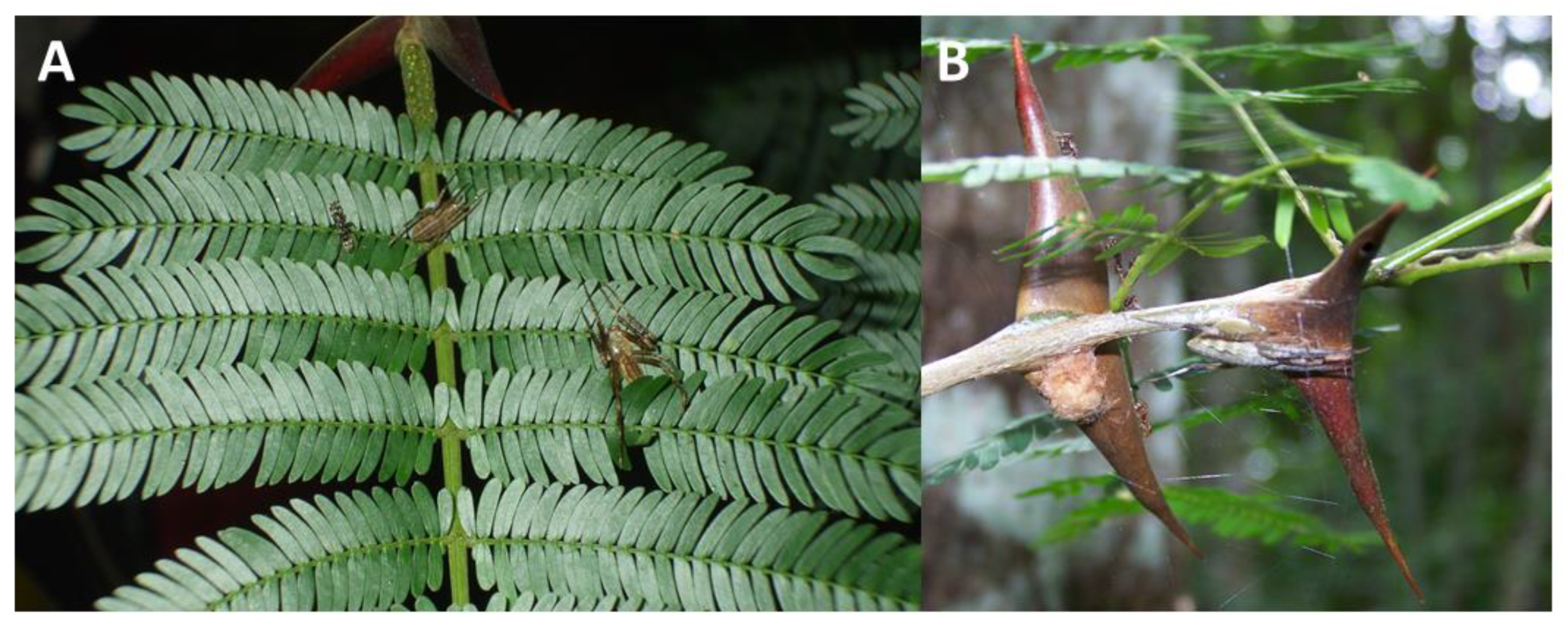 Insects | Free Full-Text | Host Plant Specificity in Web-Building Spiders