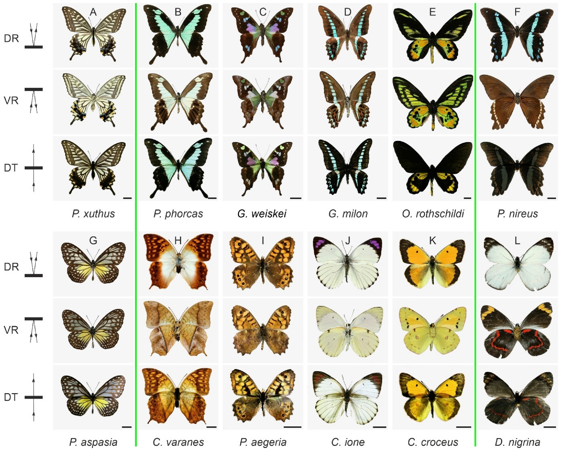 The Brand New Eyes Butterfly Explained