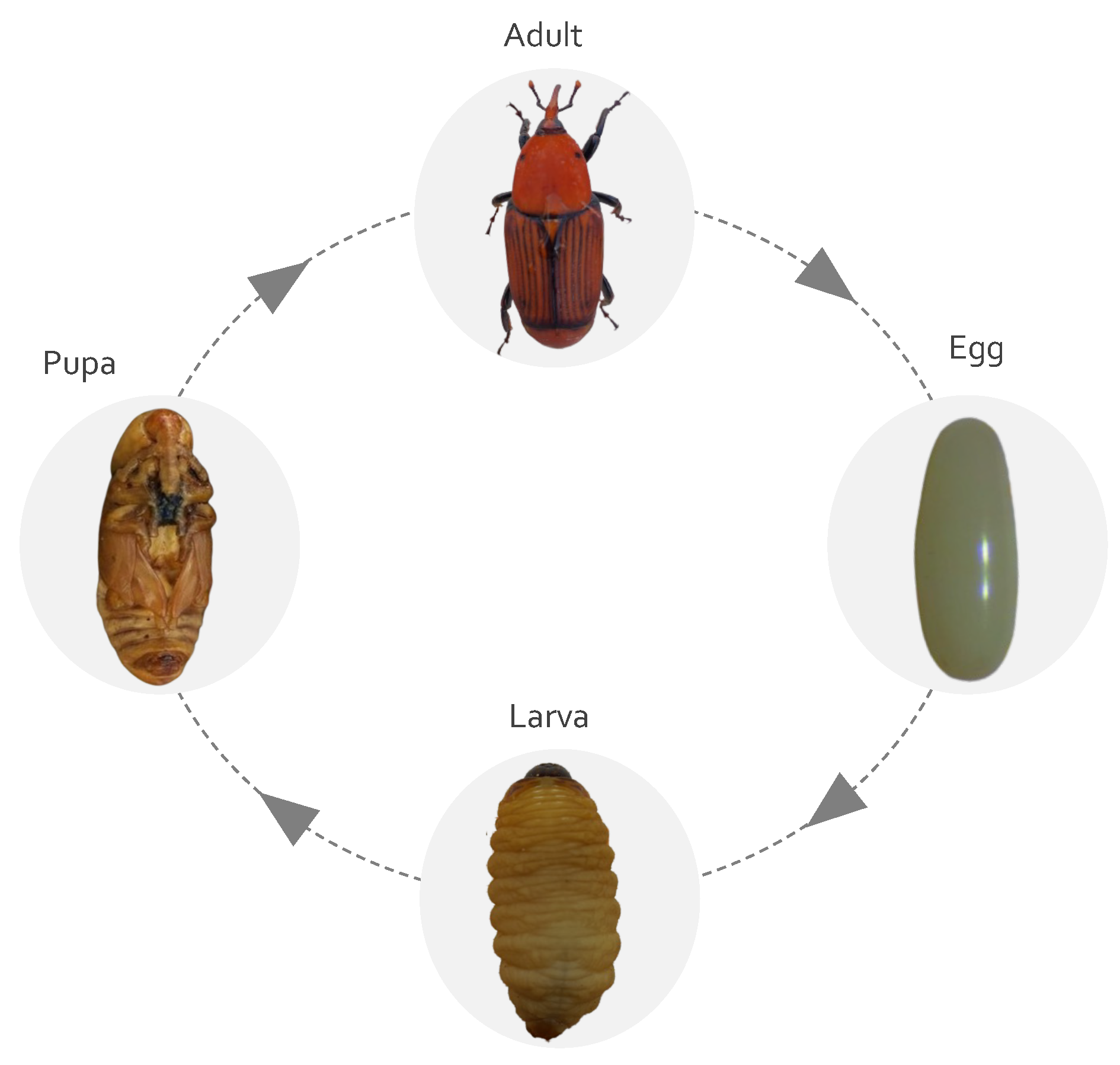 PDF) Growth Performance of the Red-Stripe Weevil Rhynchophorus schach Oliv.  (Insecta: Coleoptera: Curculionidae) on Meridic Diets