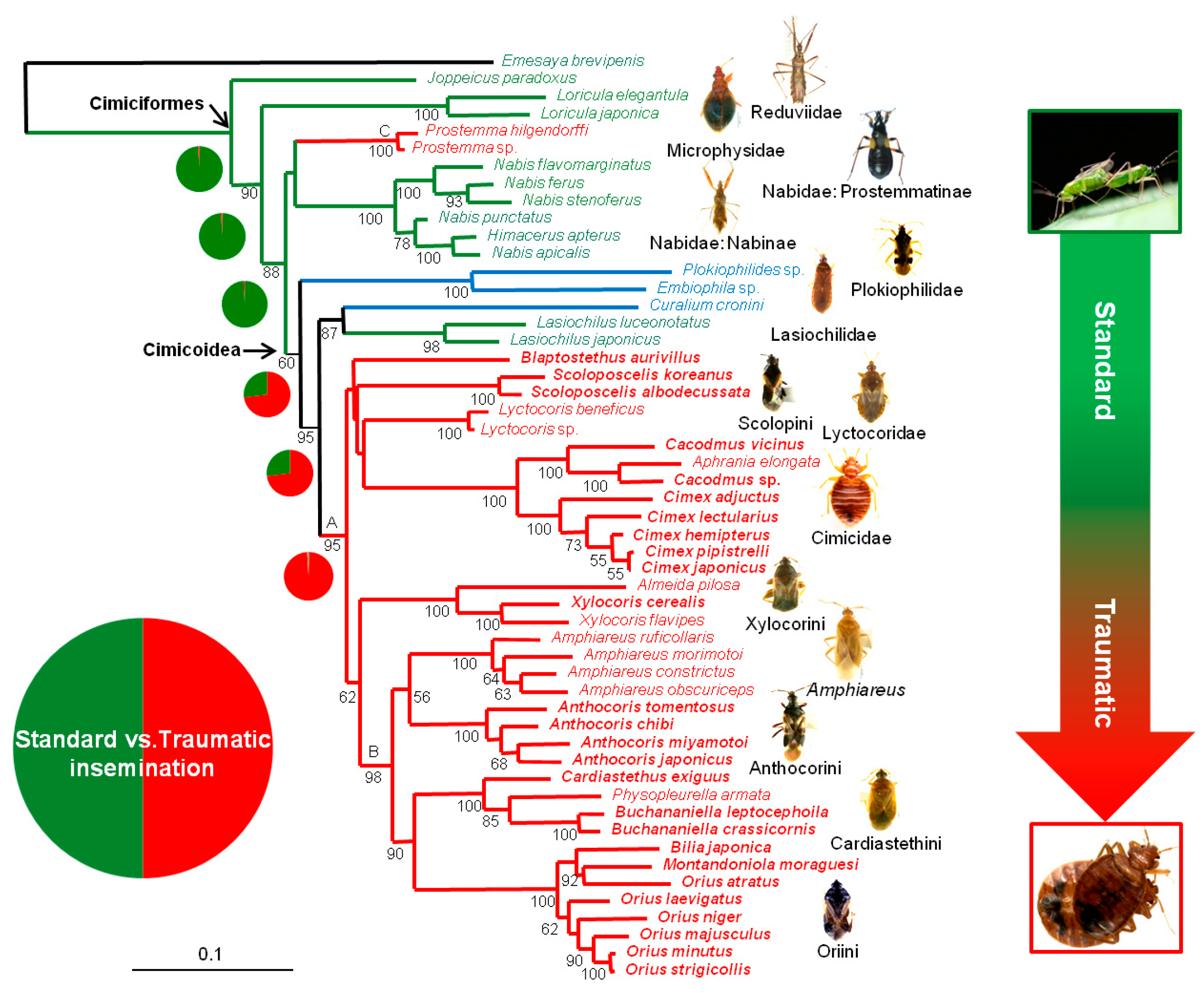 Insects Free FullText Molecular Phylogeny of Cimicoidea