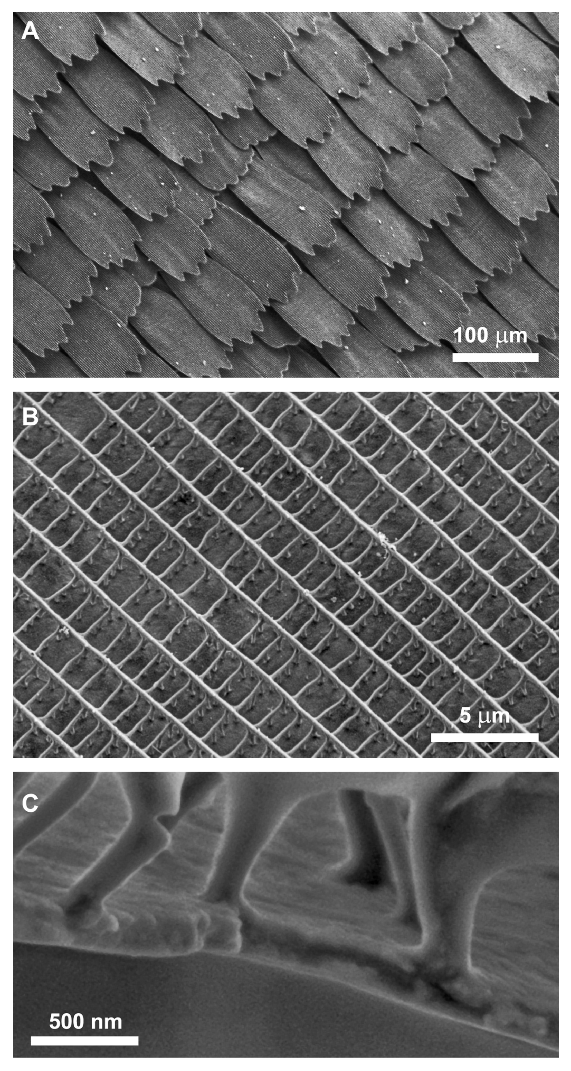 Insects 14 00303 g004 Insects 14 00303 g004