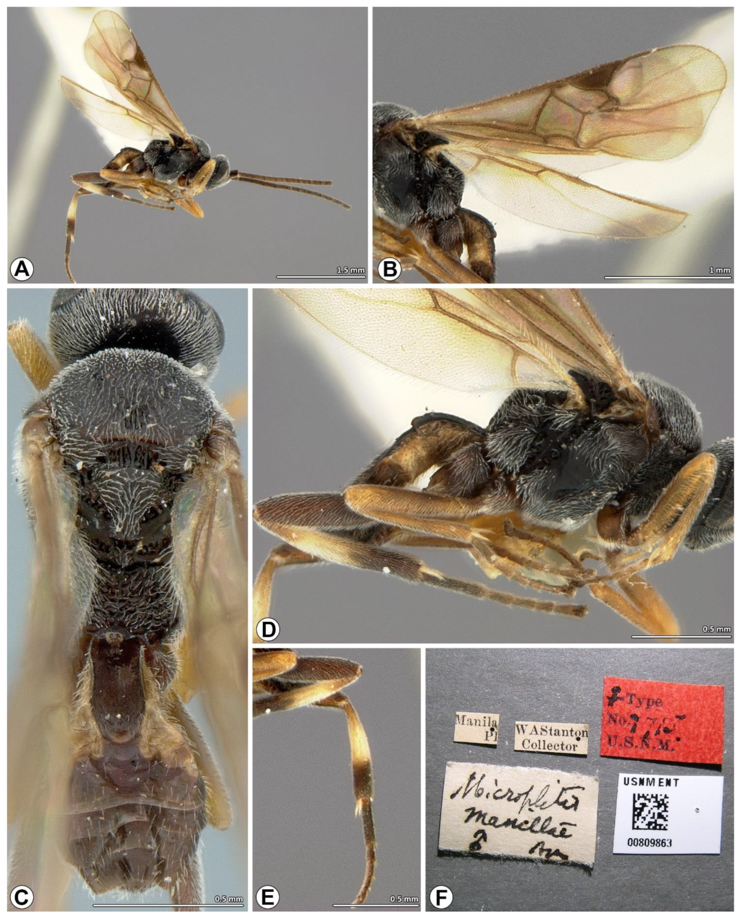 A black-and-red stick insect from the Philippines – observations