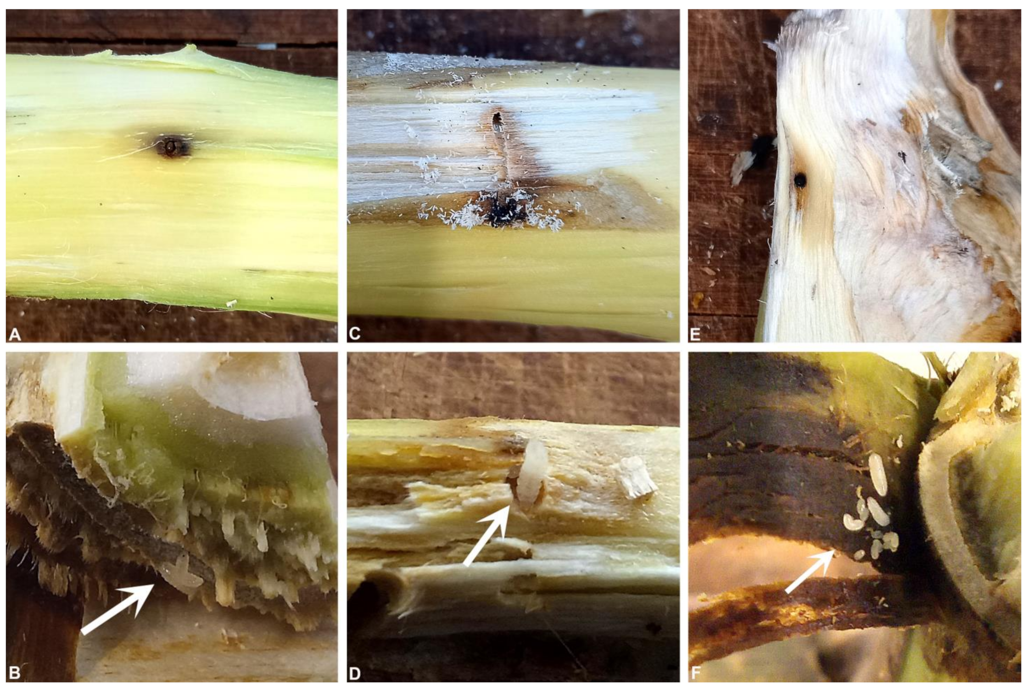 Insects 14 00361 g004