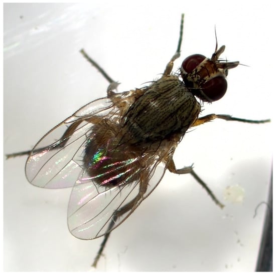 Insects Free FullText First Report of the Pepper Fruit Fly