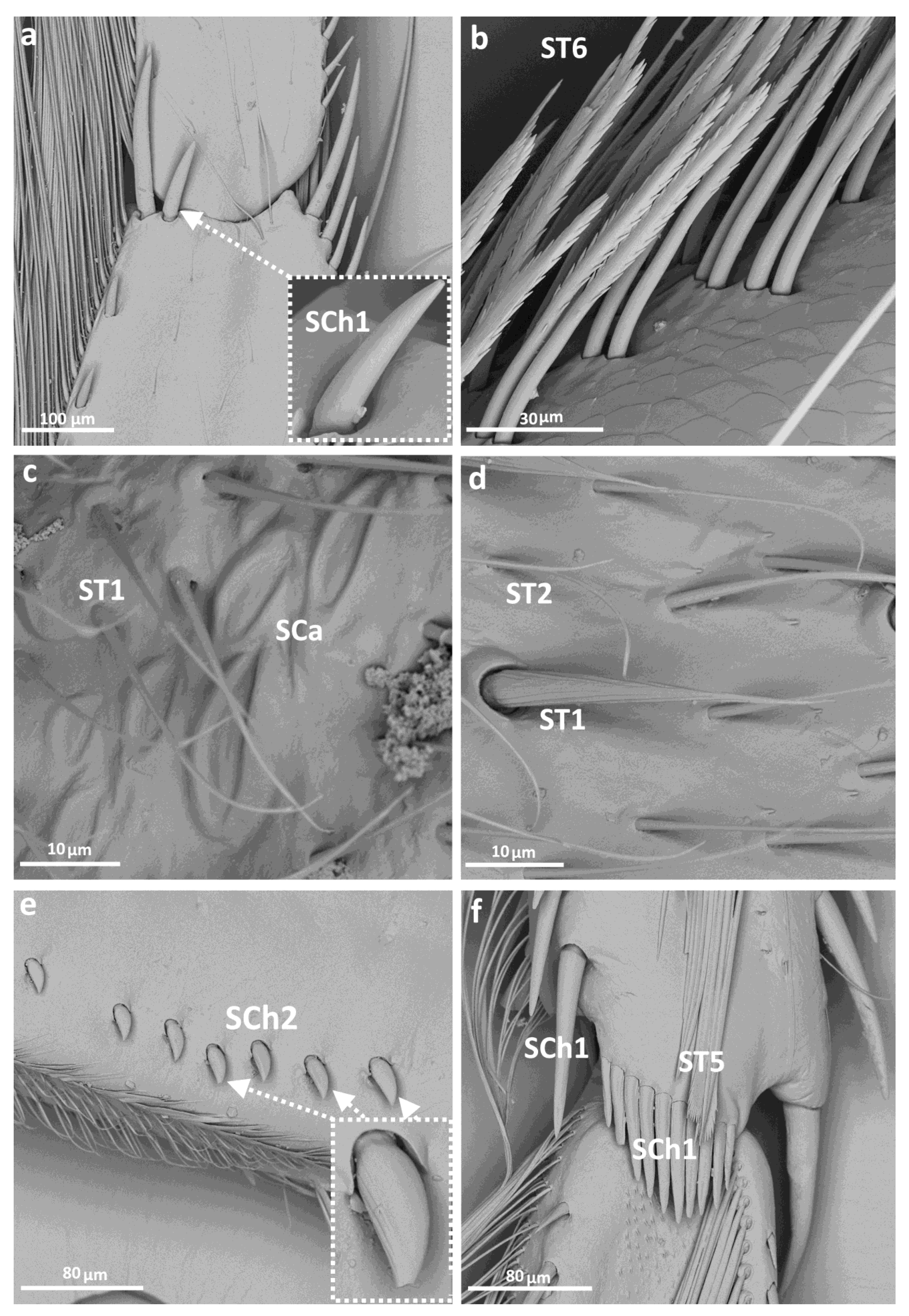 Insects 14 00441 g003 Insects 14 00441 g003