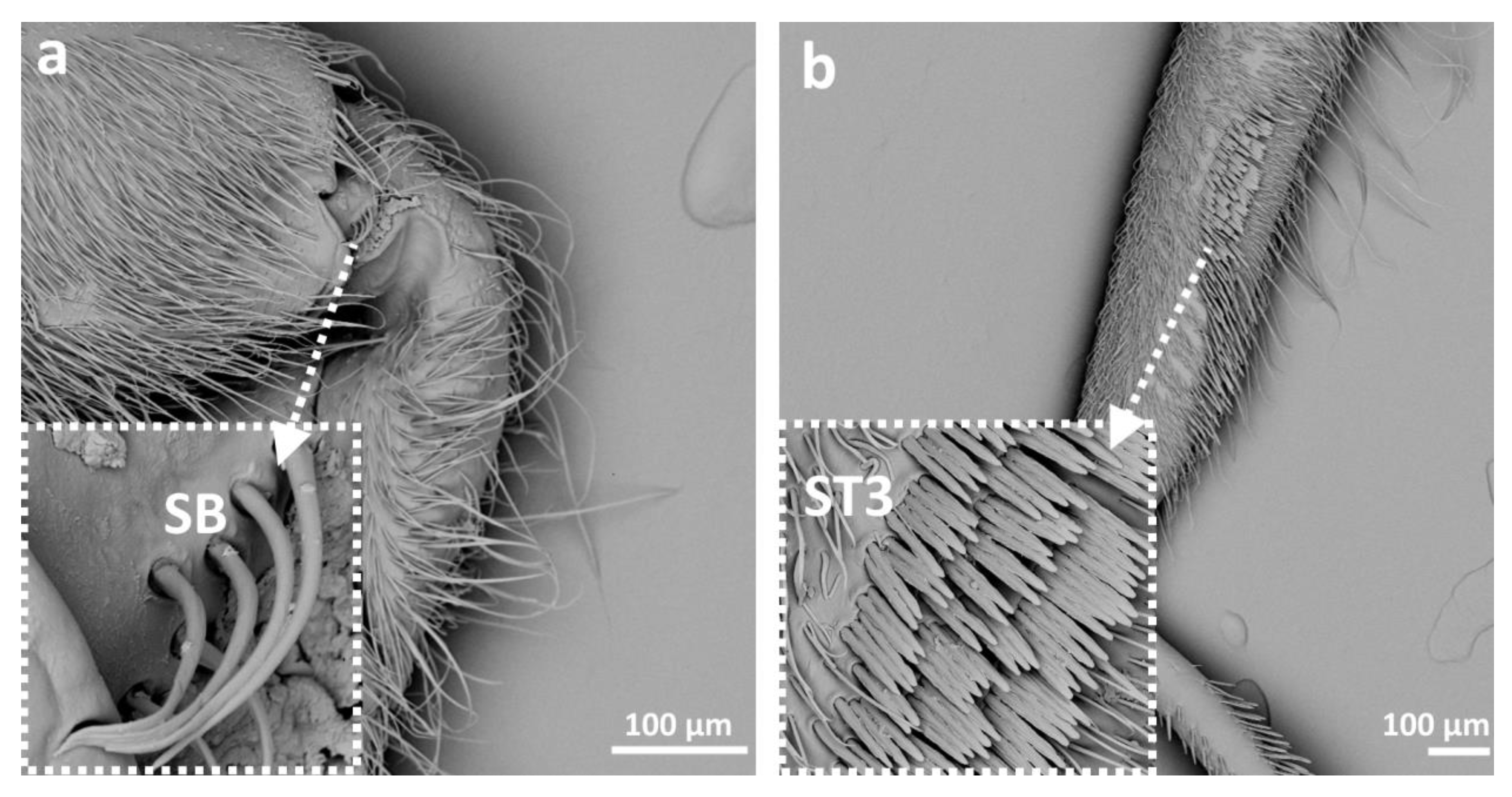 Insects 14 00441 g008 Insects 14 00441 g008
