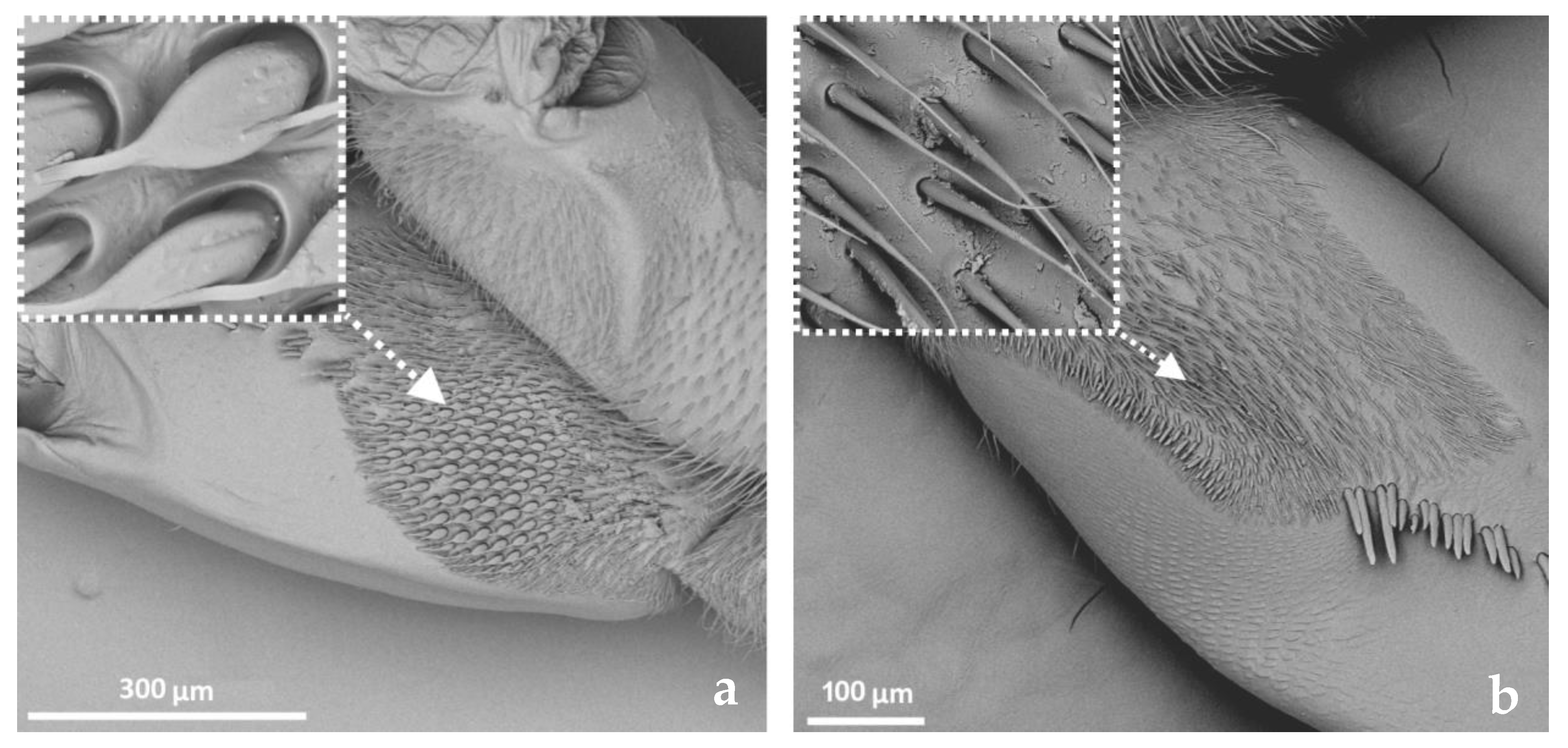 Insects 14 00441 g009 Insects 14 00441 g009