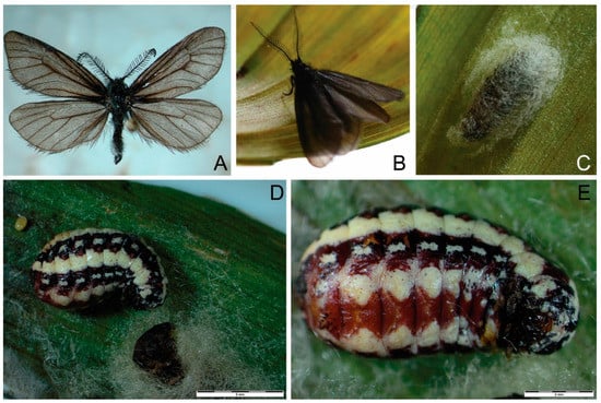 Insects | Free Full-Text | The Genus Heterogynis Rambur, 1866 ...