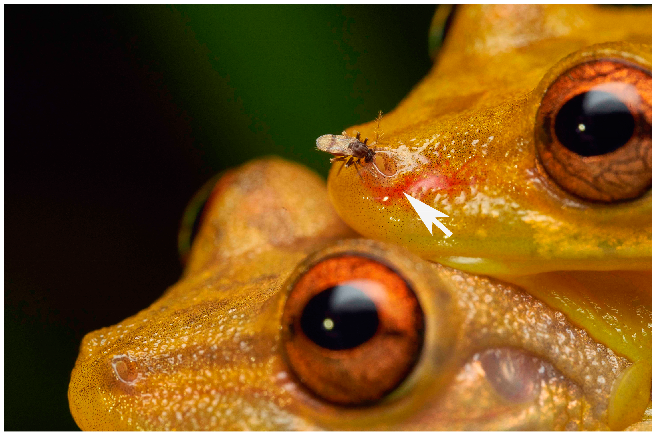Frogs, Anura Dimensions & Drawings