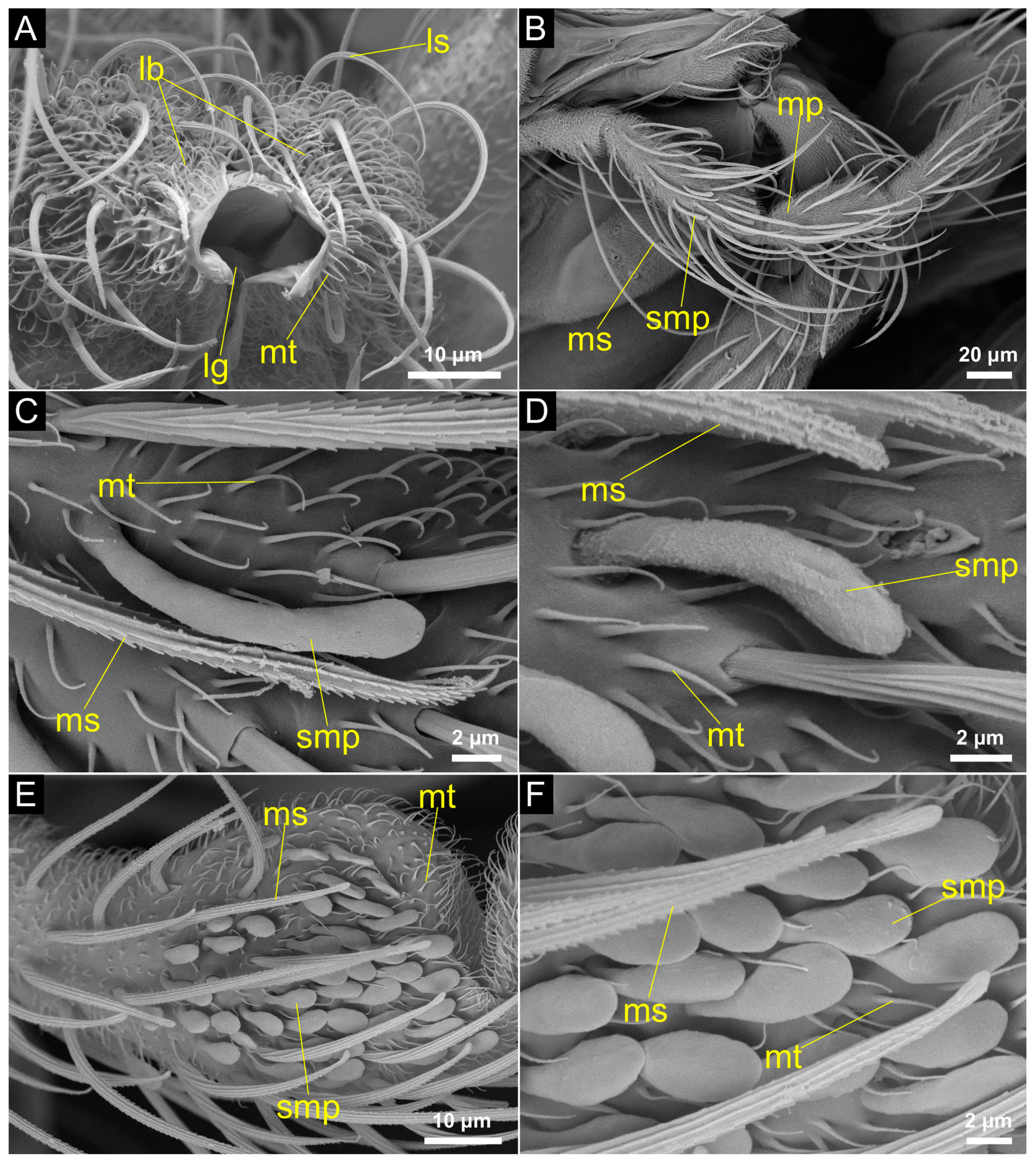 Insects 14 00461 g004 Insects 14 00461 g004