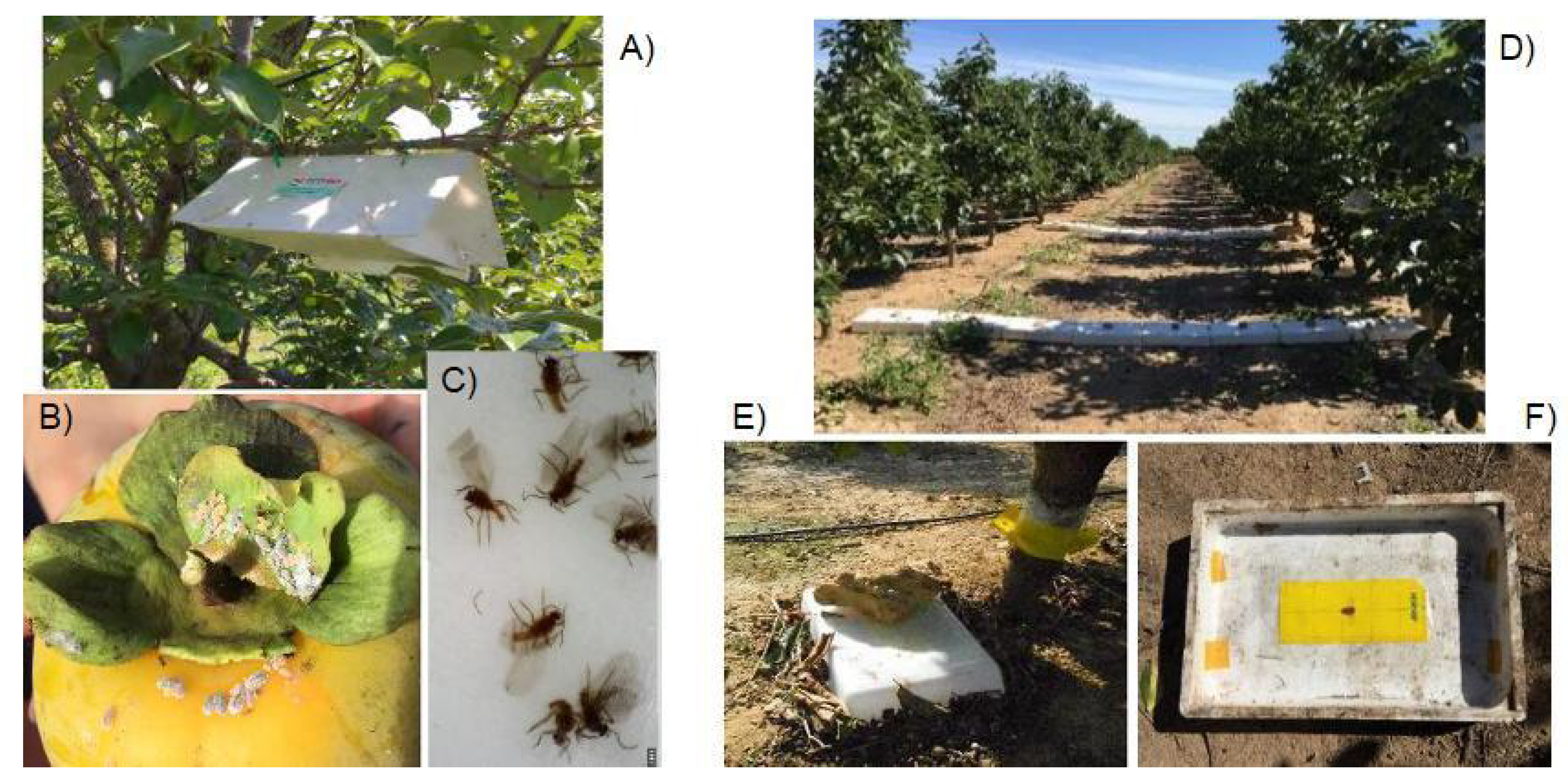 https://www.mdpi.com/insects/insects-14-00481/article_deploy/html/images/insects-14-00481-g002.png