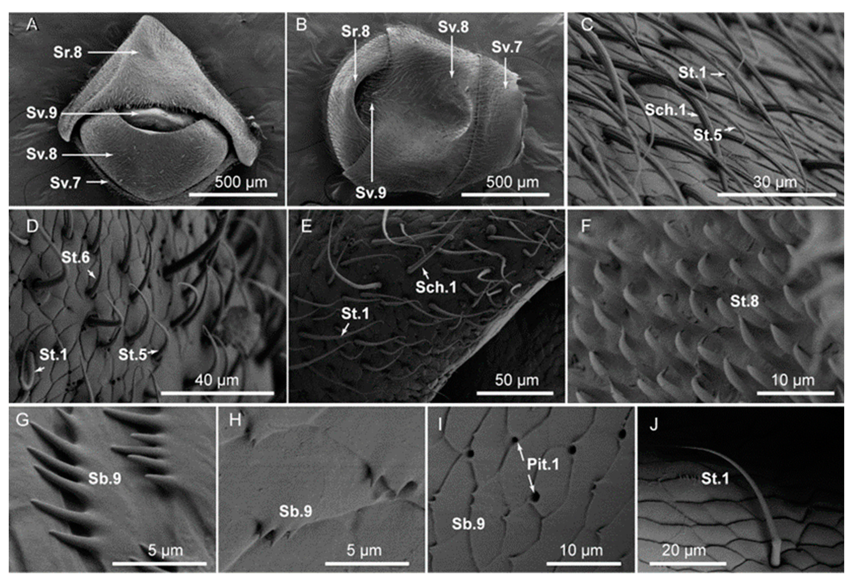 Cytological characteristics of the Sellaphoraceae - Document - Gale  Academic OneFile