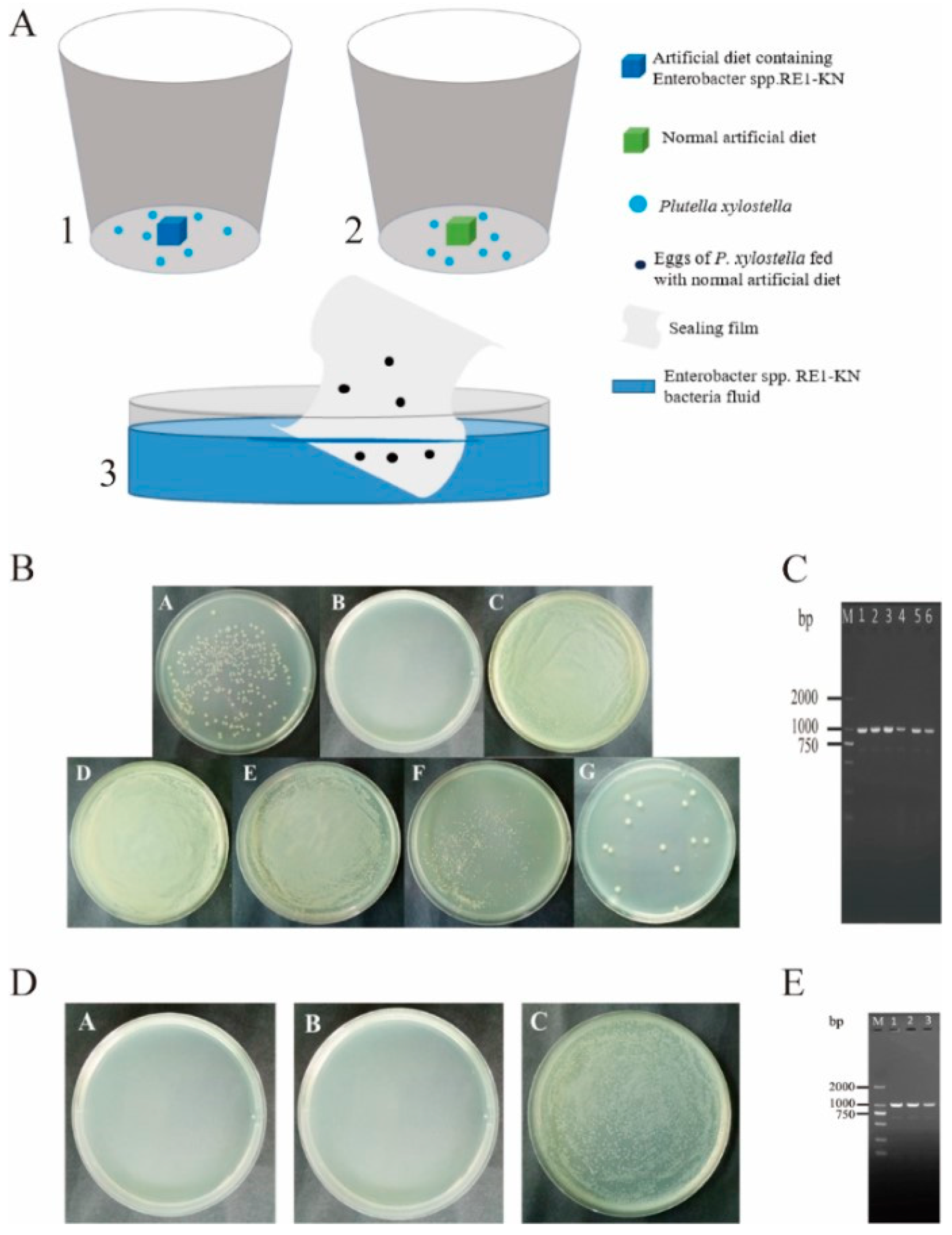 Insects 14 00504 g004 Insects 14 00504 g004