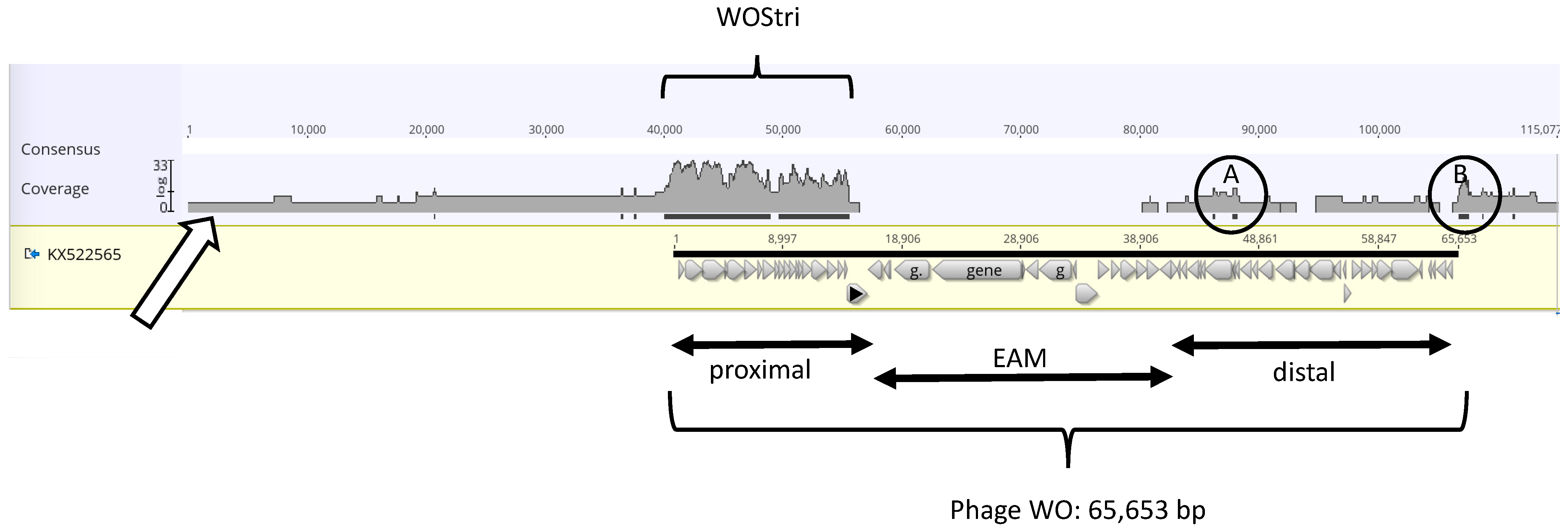 Insects 14 00516 g001 Insects 14 00516 g001