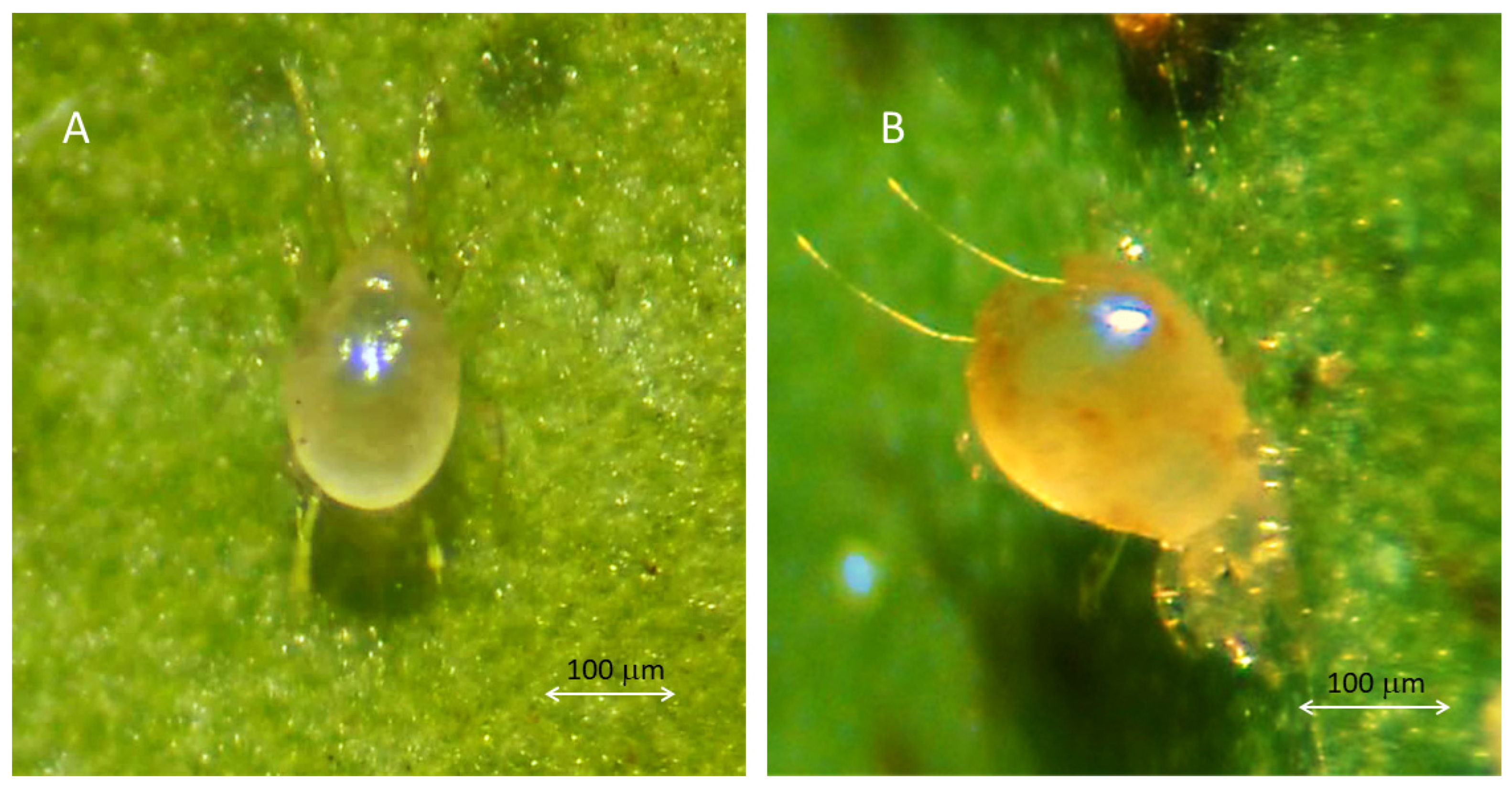 Neoseiulus californicus, General Mite Predator