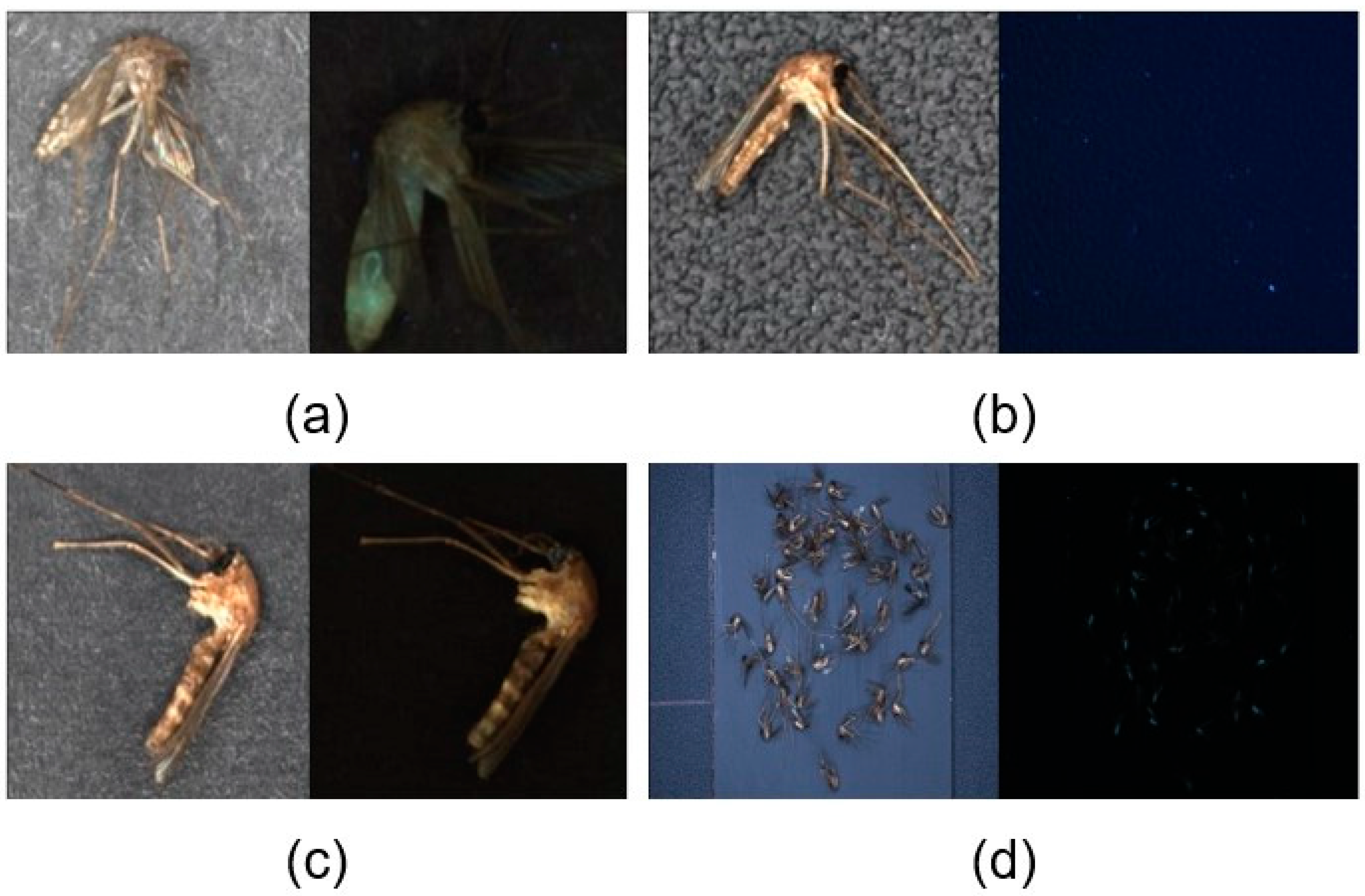 Insects Free Full Text Deep Learning Based Image Classification For Major Mosquito Species