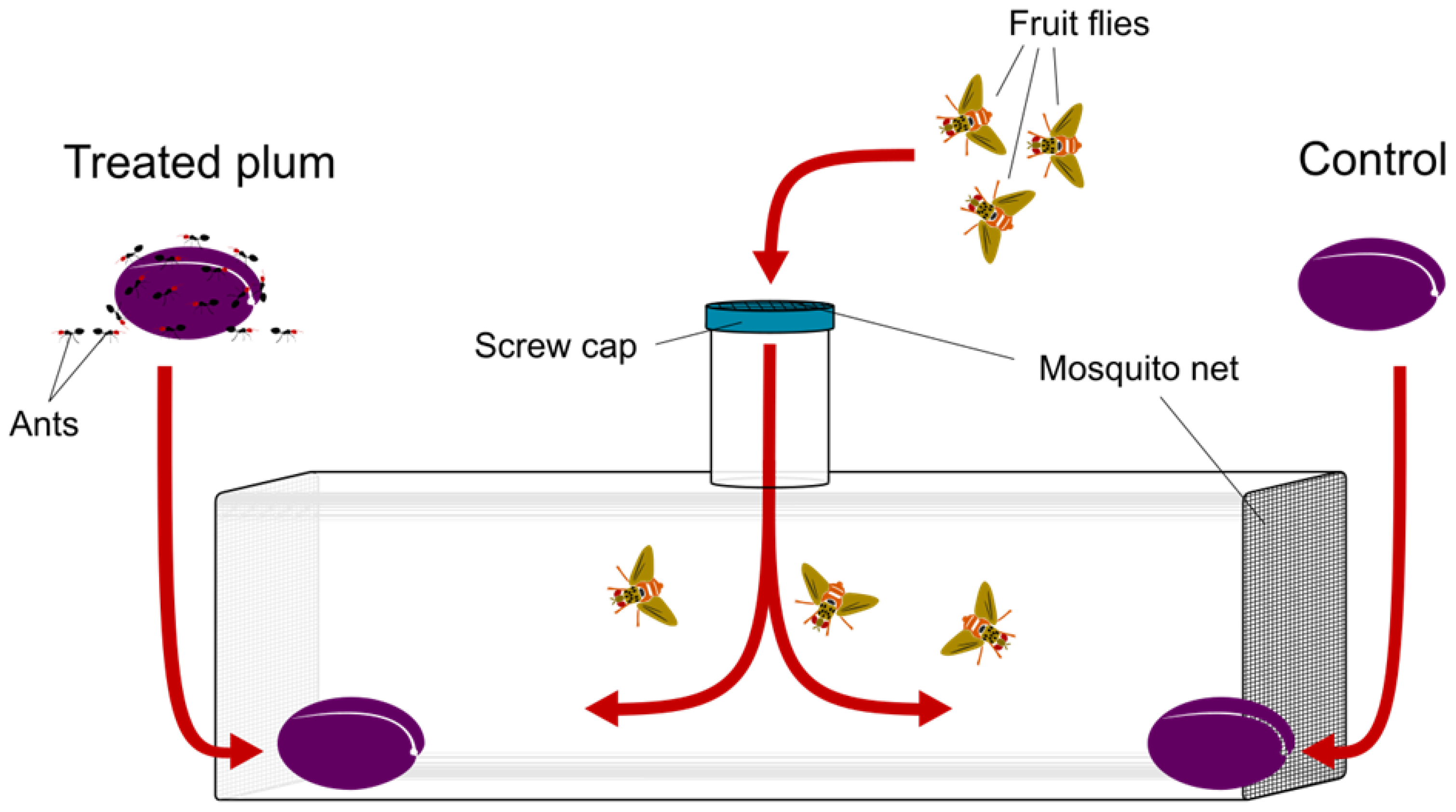 Insects | Free Full-Text | Keep Your Eggs Away: Ant Presence Reduces Ceratitis  capitata Oviposition Behaviour through Trait-Mediated Indirect Interactions