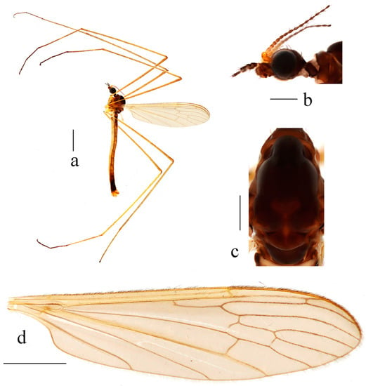 Mo (Chinese zoology) - Wikipedia