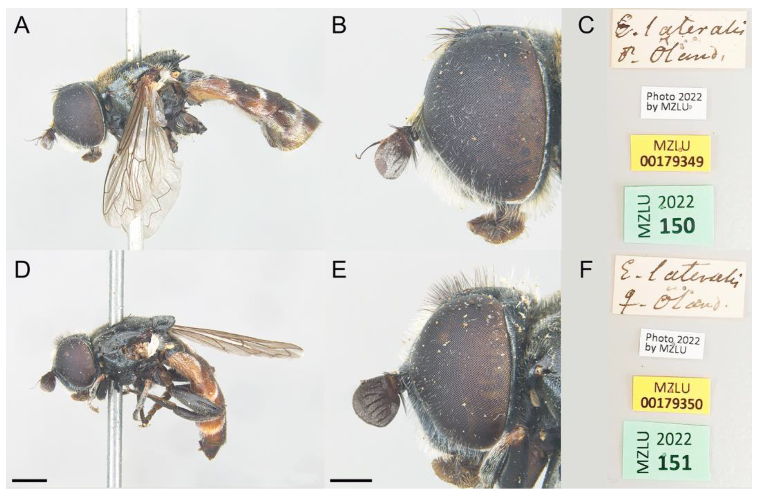 Insects 14 00541 g008 Insects 14 00541 g008