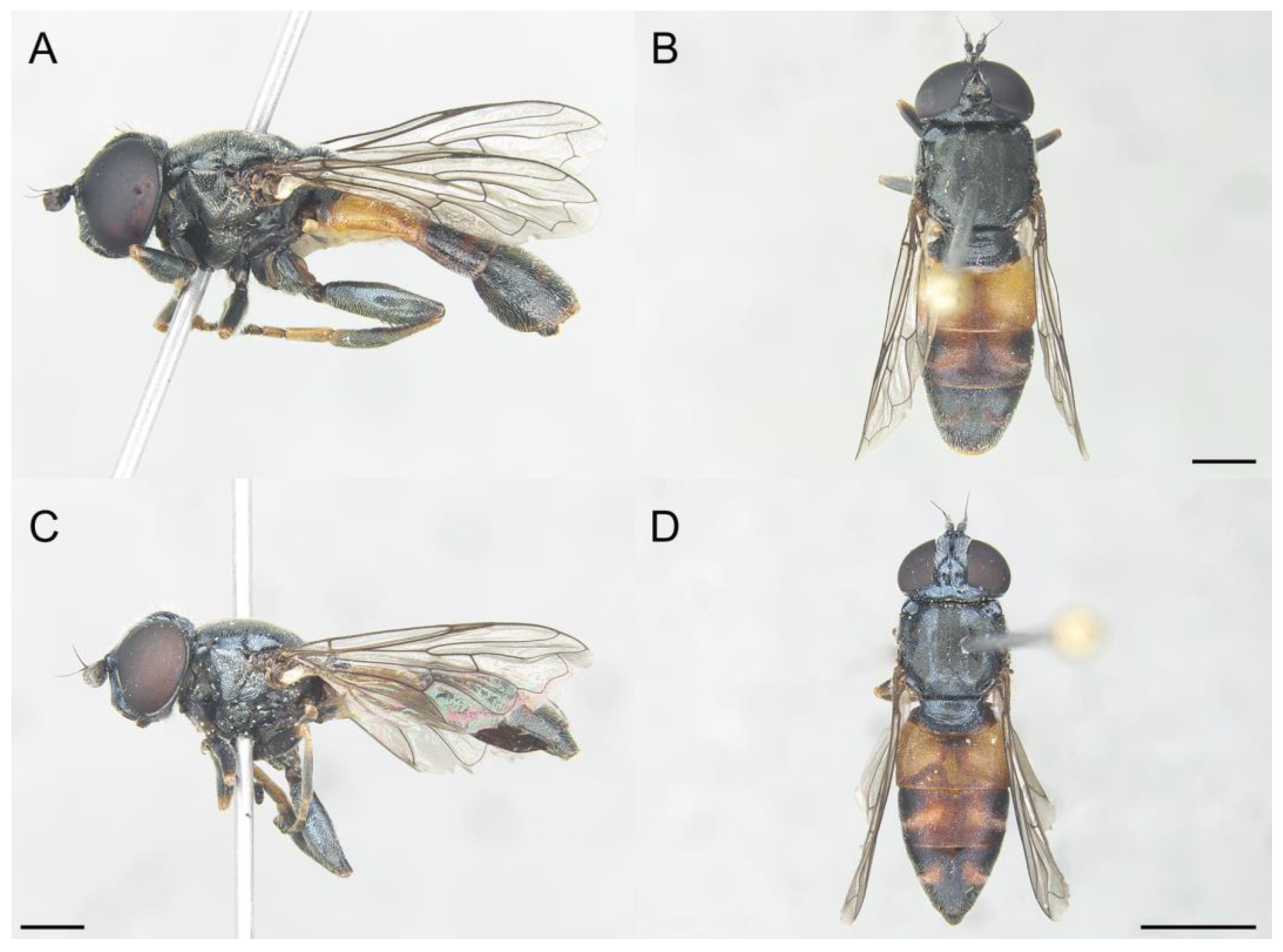 Insects 14 00541 g009 Insects 14 00541 g009