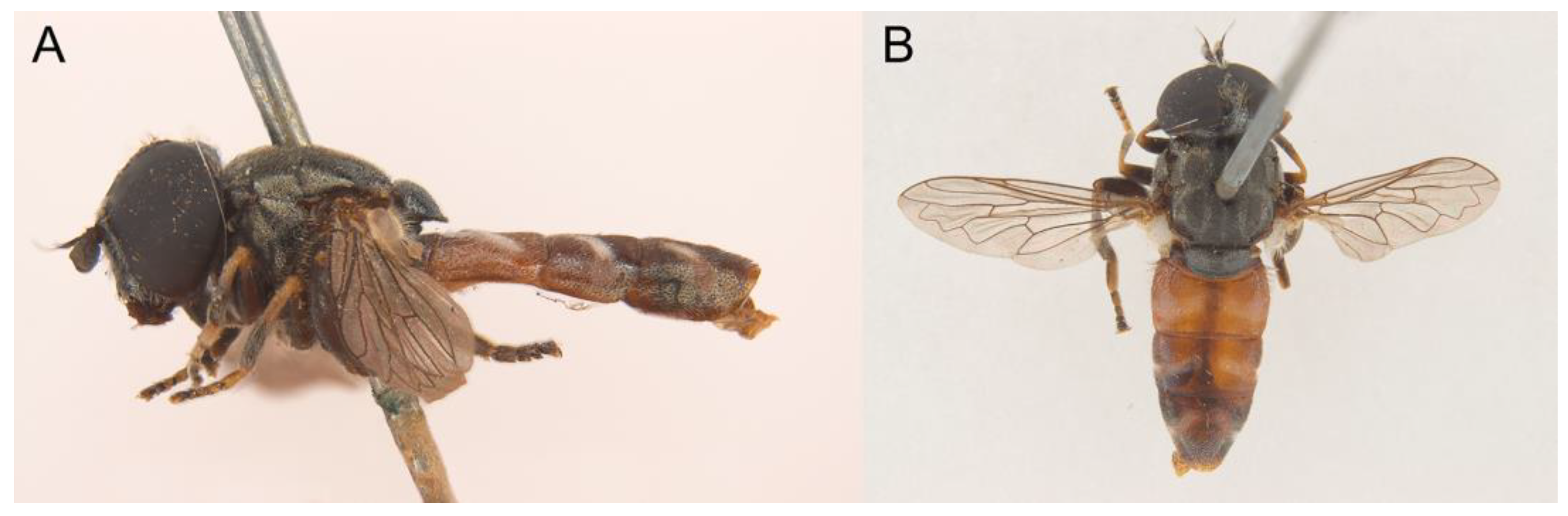 Insects 14 00541 g014 Insects 14 00541 g014