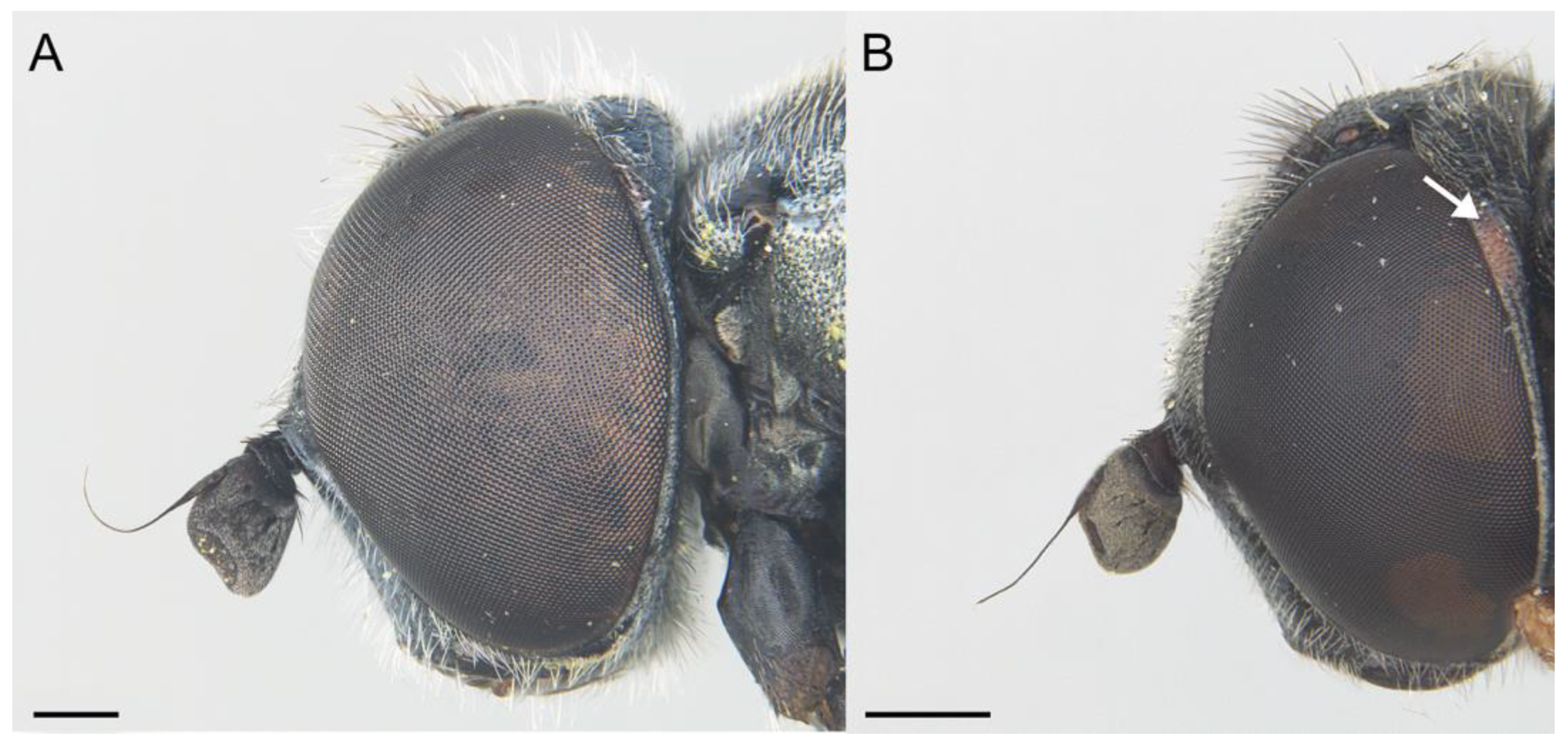 Insects 14 00541 g021 Insects 14 00541 g021