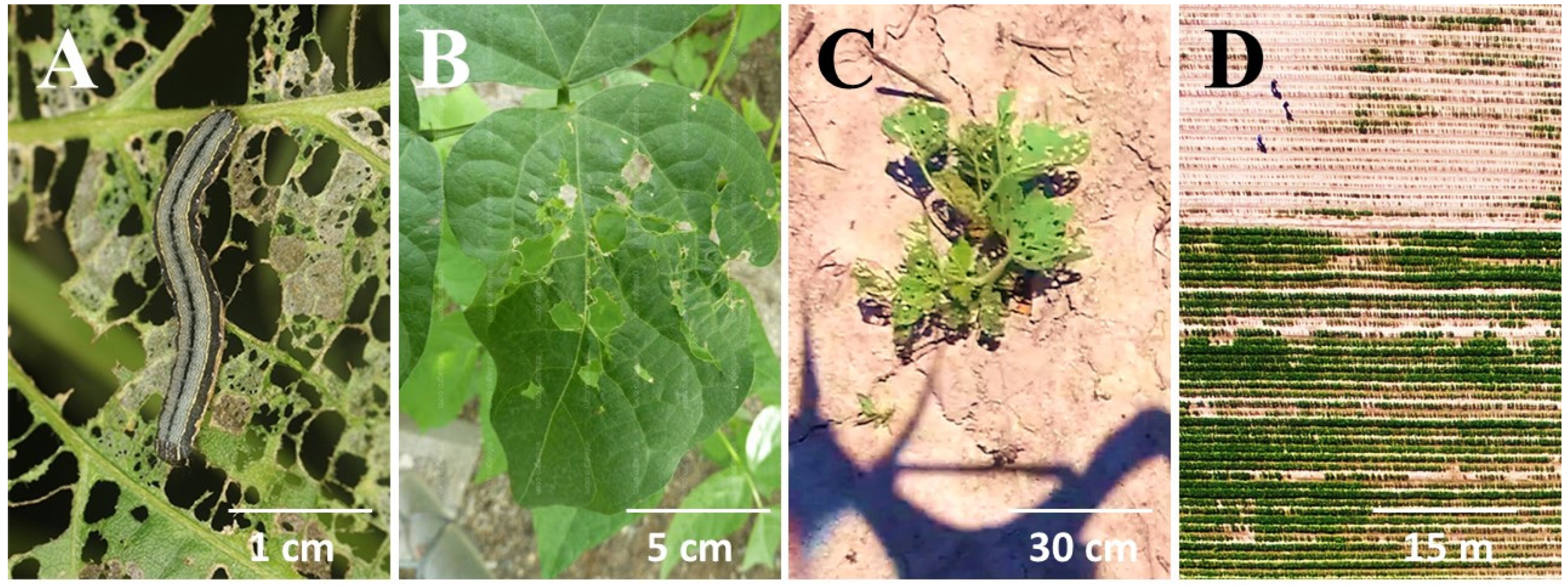 Insects 14 00555 g001