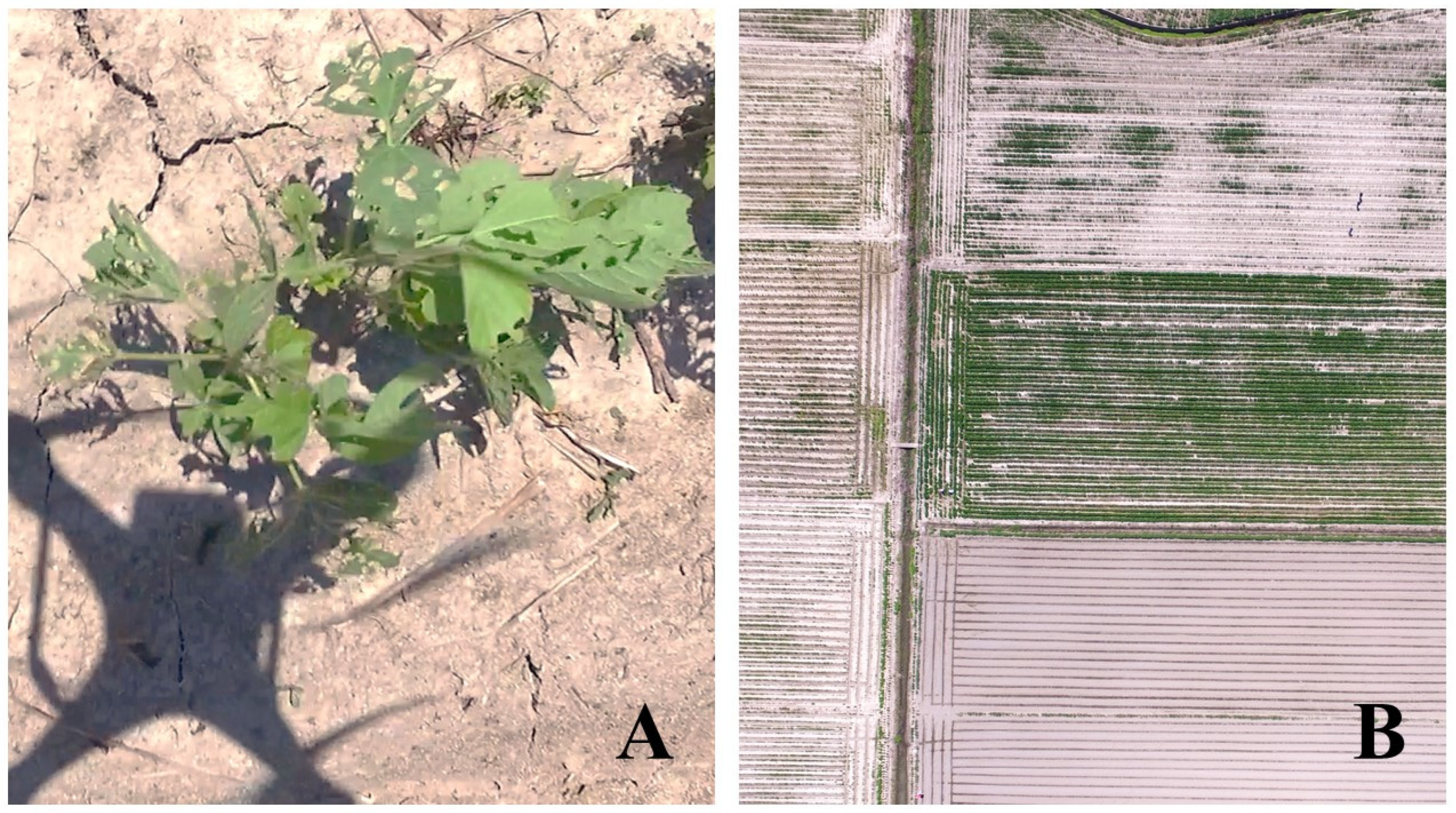 Insects 14 00555 g004