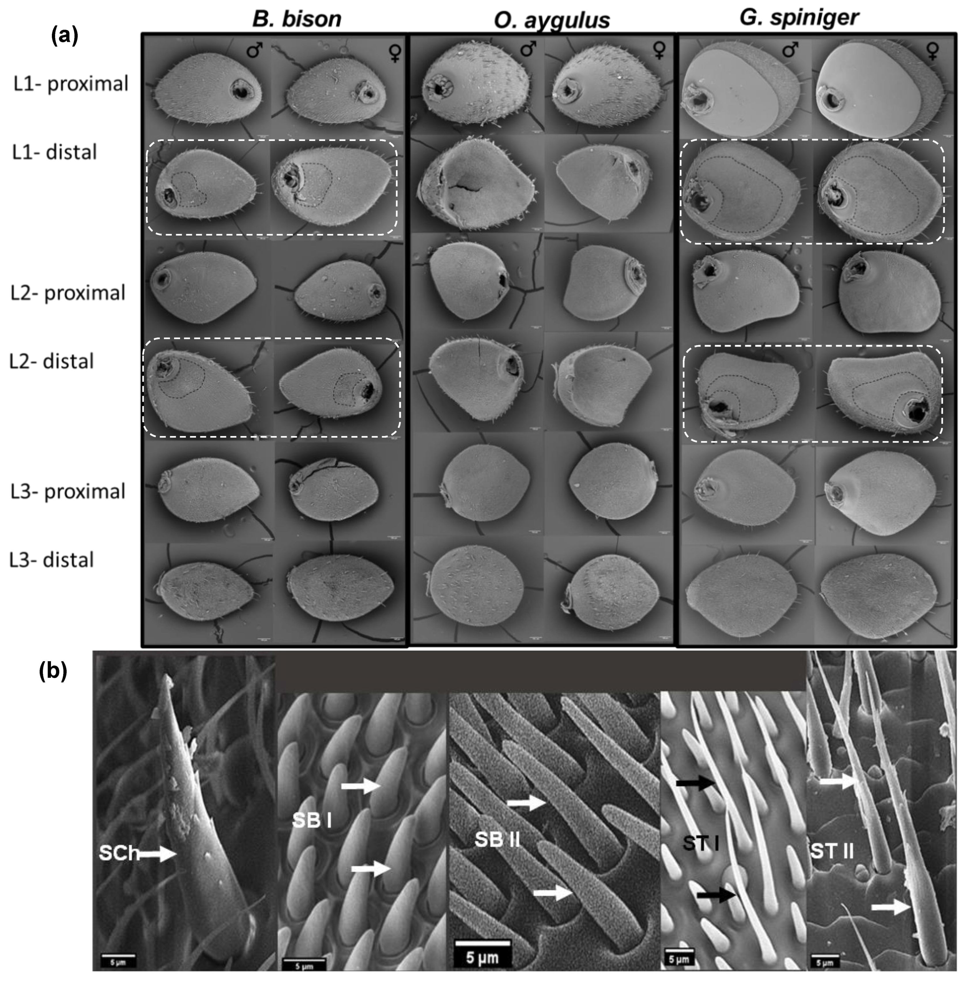 Insects 14 00627 g002