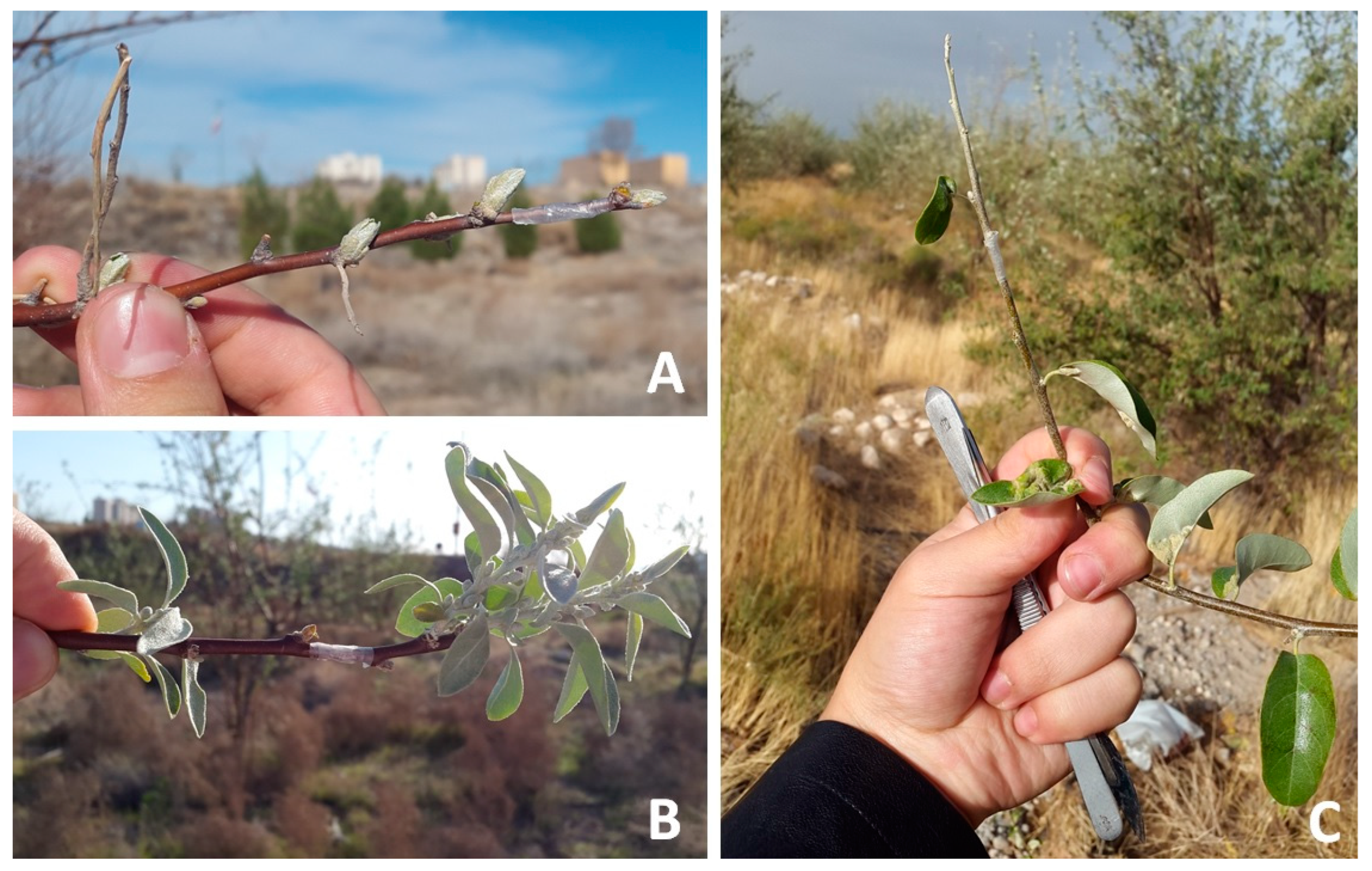 Insects 14 00633 g001