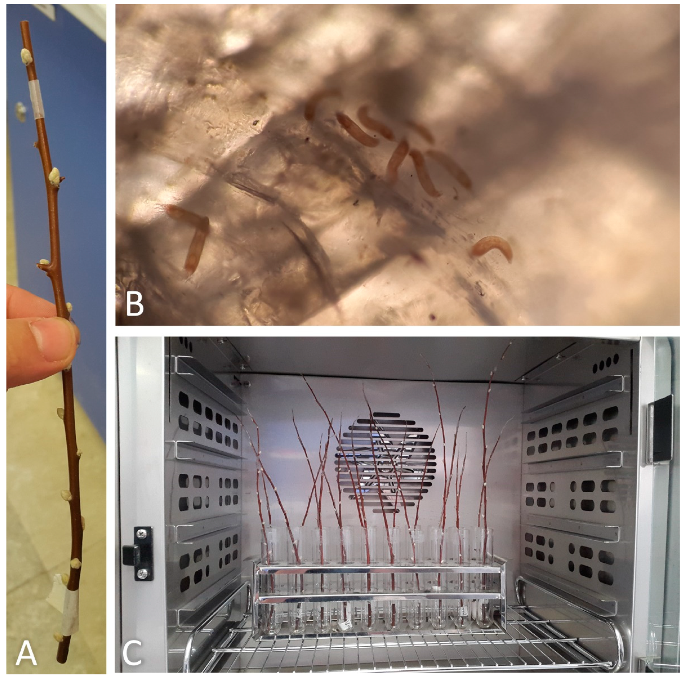 Insects 14 00633 g002