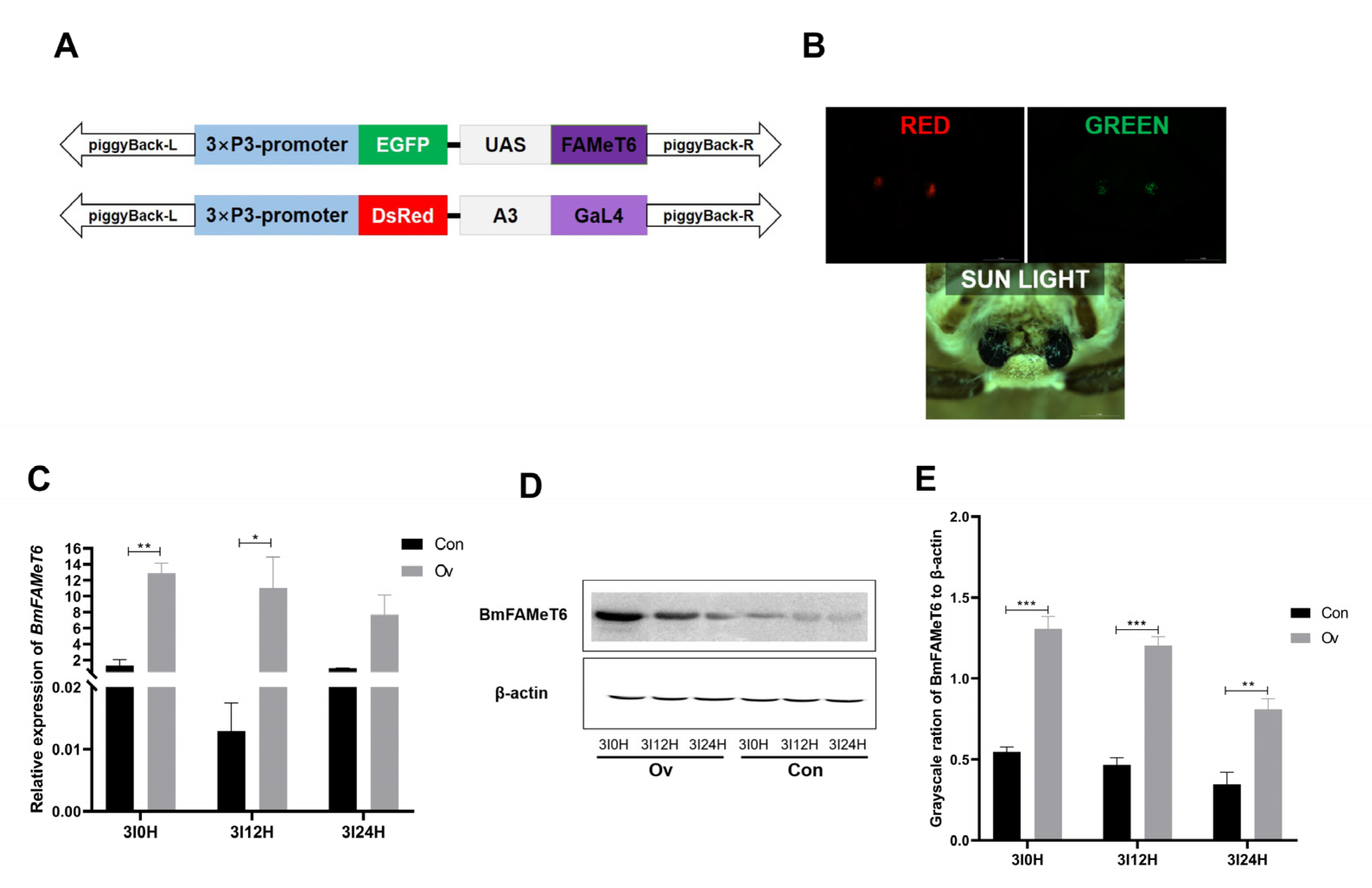 Insects | Free Full-Text | Possible Regulation of Larval Juvenile ...