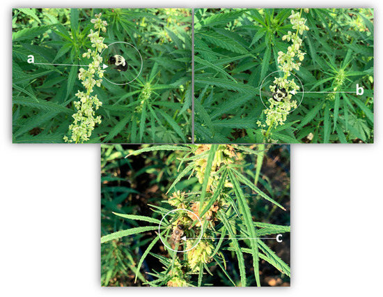 Insects | Free Full-Text | Chemical Composition Of Four Industrial Hemp ...