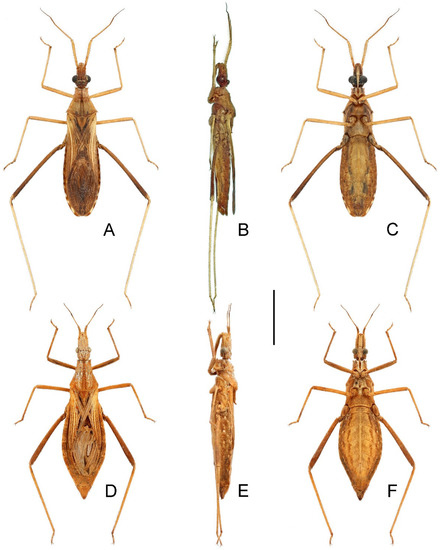 Insects | Free Full-Text | A Revision of the Genus Argolis (Hemiptera ...